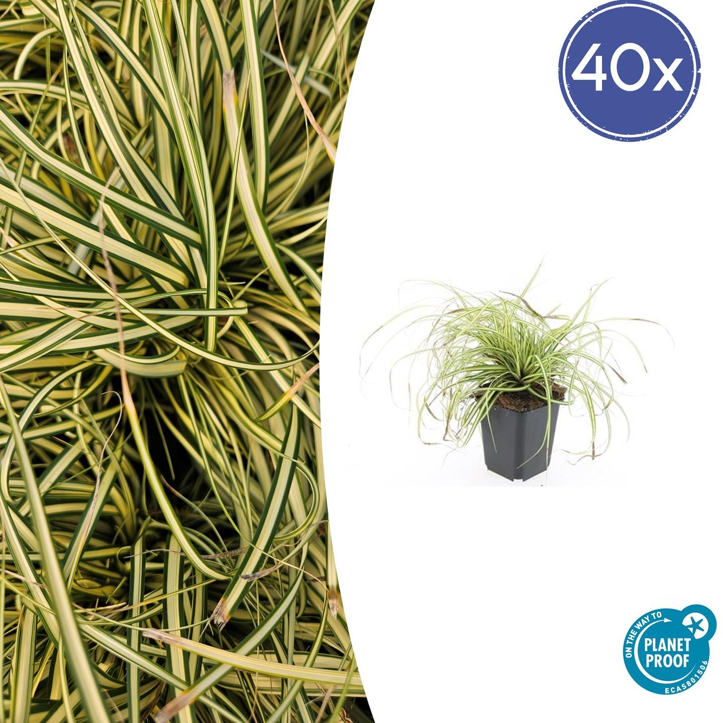 Japangoldsegge - Carex oshim. 'Evergold'  - ↕10-25cm - Ø9cm 40 Stück