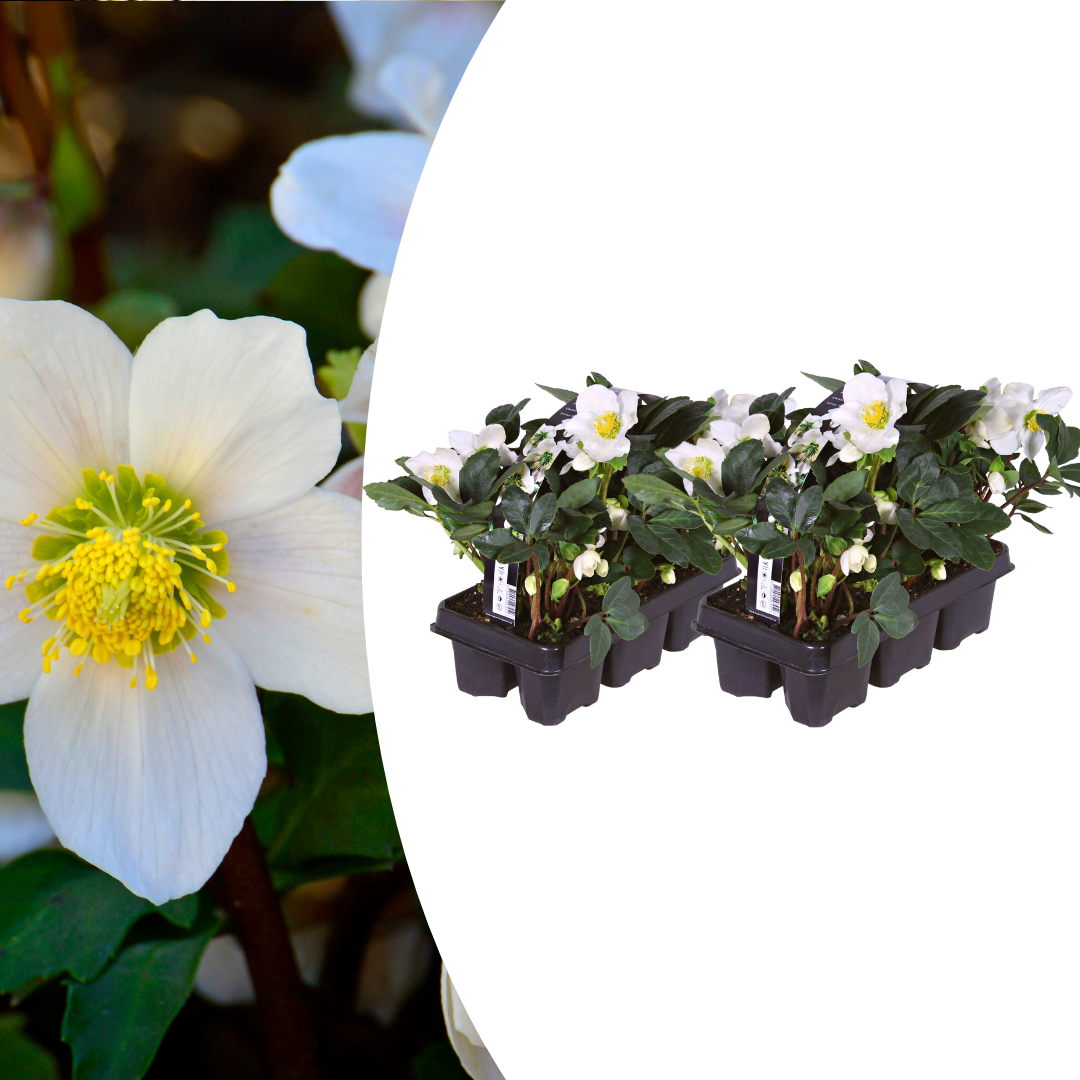 Christrosen Set - Helleborus niger ‘Christmas Carol’ – 12 Christrosen im Set (2 x Sixpack)