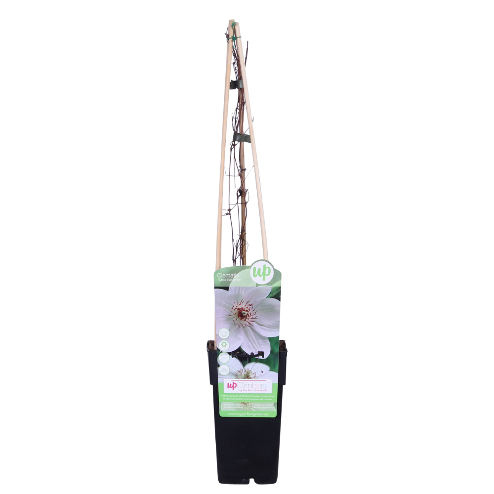 Waldrebe - Clematis Miss Bateman - Blüte weiß - Ø15cm - ↕65cm