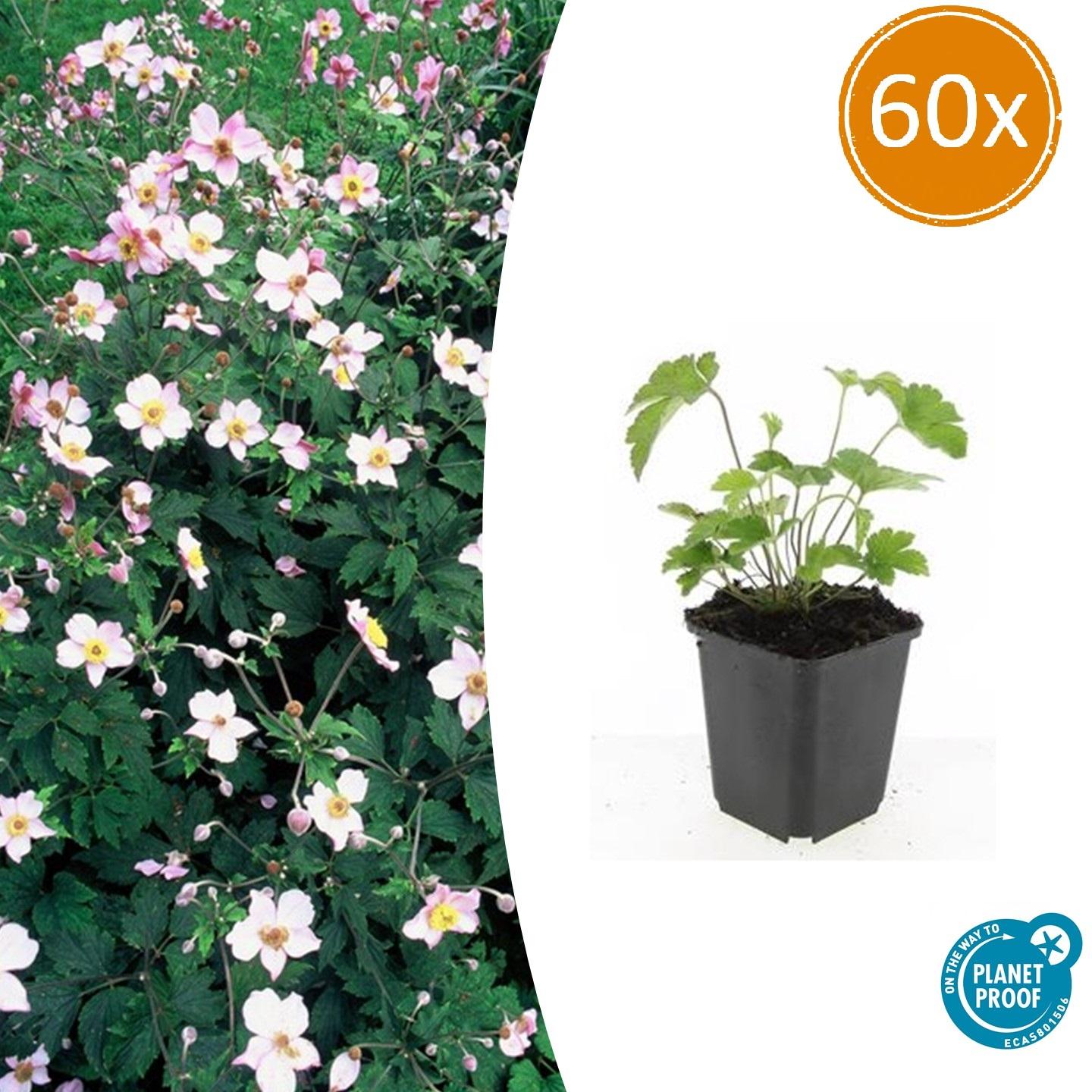 Herbstanemone - Anemone tom. 'Robustissima' - ↕10-25cm - Ø9cm 60 Stück