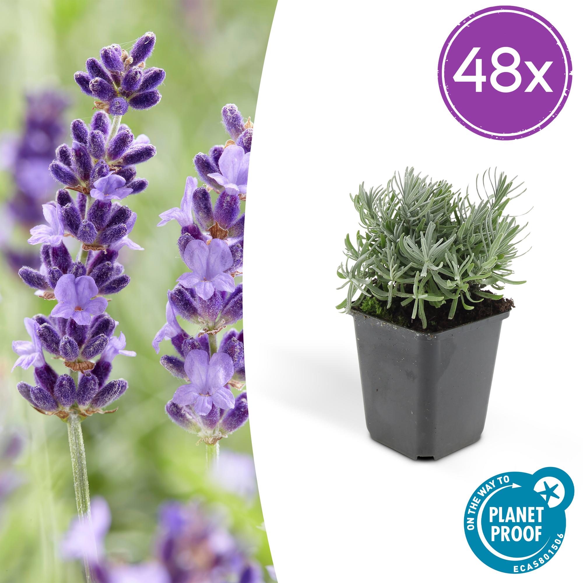 Lavendel - Lavandula 'Hidcote' - ↕10-25cm - Ø9cm 48 Stück