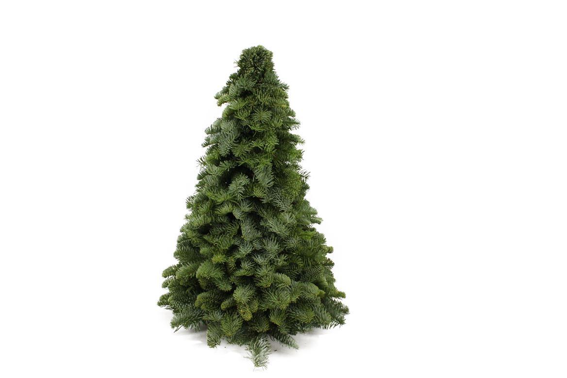 Edeltanne - Nobilis-Weihnachtsbaum - ↕50cm