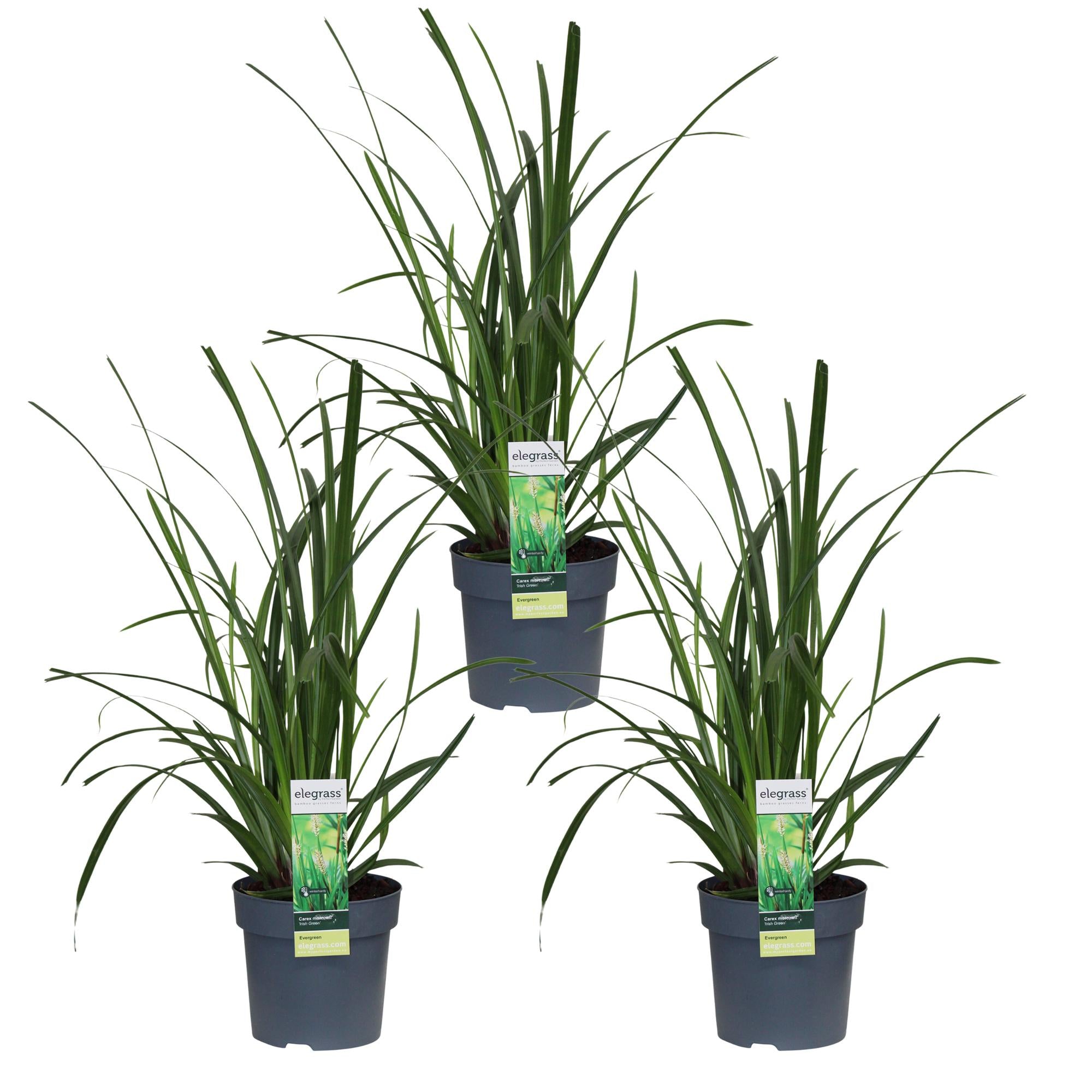 Ziergras Irish Green - Carex morrowii 'Irish Green' - ↨30cm - Ø14 3 Stück