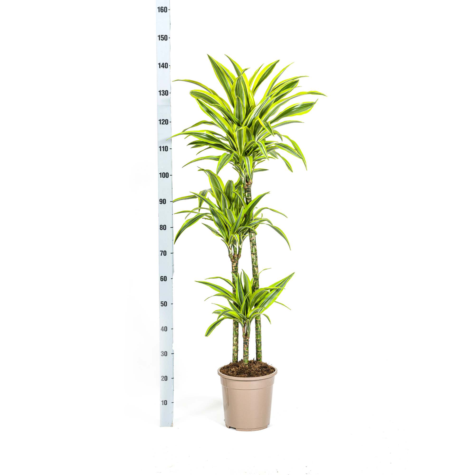 Drachenbaum - Dracaena Deremensis Lemon Lime mit Korb Ø24cm - ↕130 - 150cm
