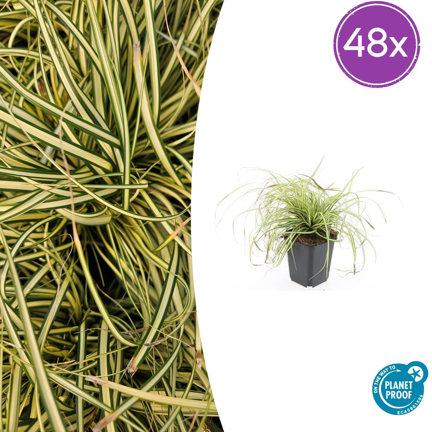 Japangoldsegge - Carex oshim. 'Evergold'  - ↕10-25cm - Ø9cm 48 Stück