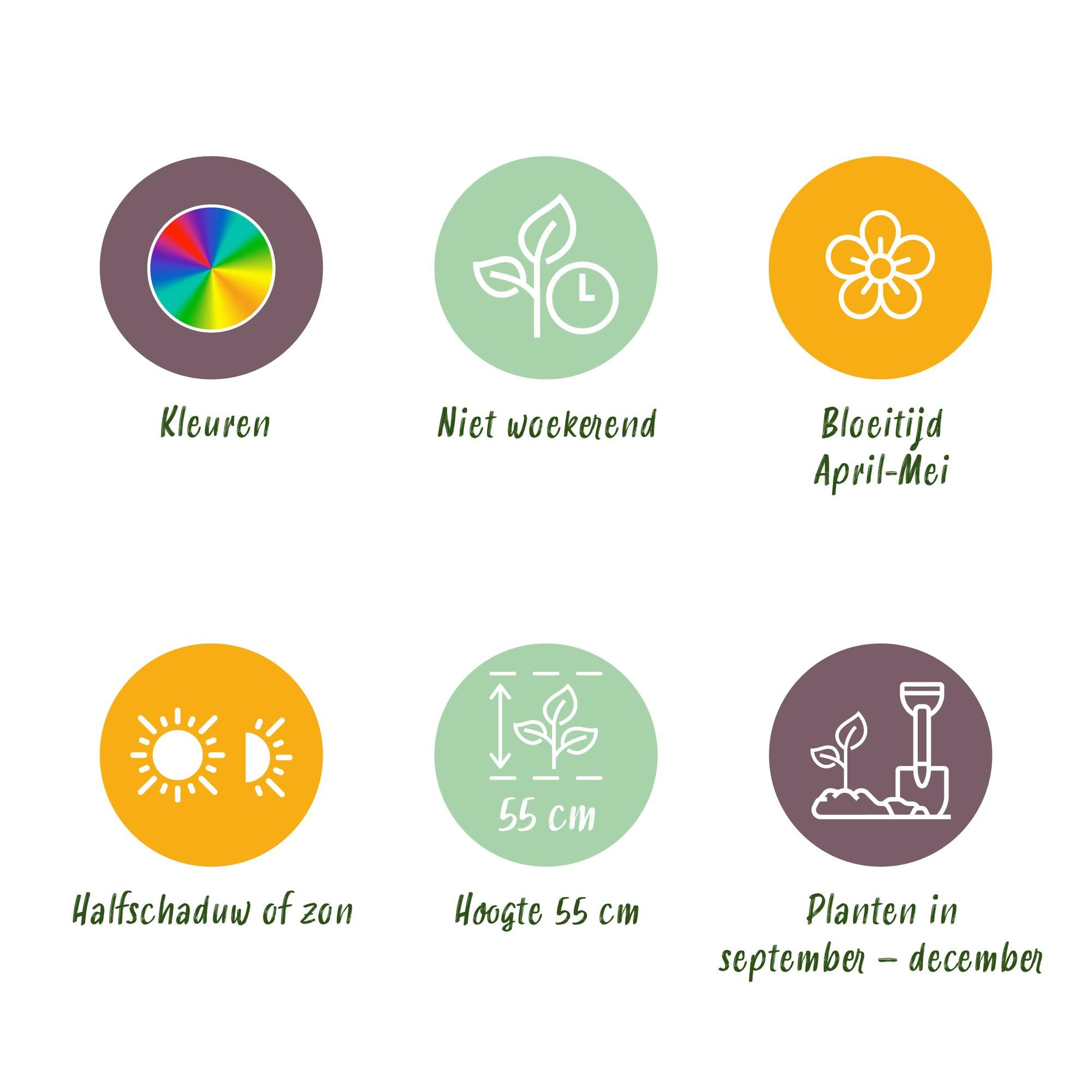 Tulpen Mix - Tulpe Darwin-Hybride Mischung - Verschiedene Farben - 40 Stück - Zwiebelgröße 10/12