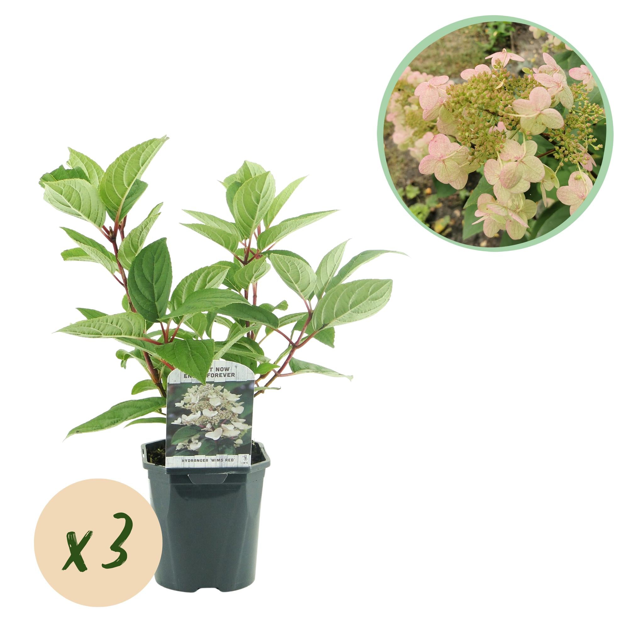 Rispenhortensie - Rispenhortensie - Hydrangea panniculata Wims Red - Blüte Weiß Rot - 3 Pflanzen - 1 m2 - Laubabwerfend - Große Blüten - Topf 17cm Höhe 50cm