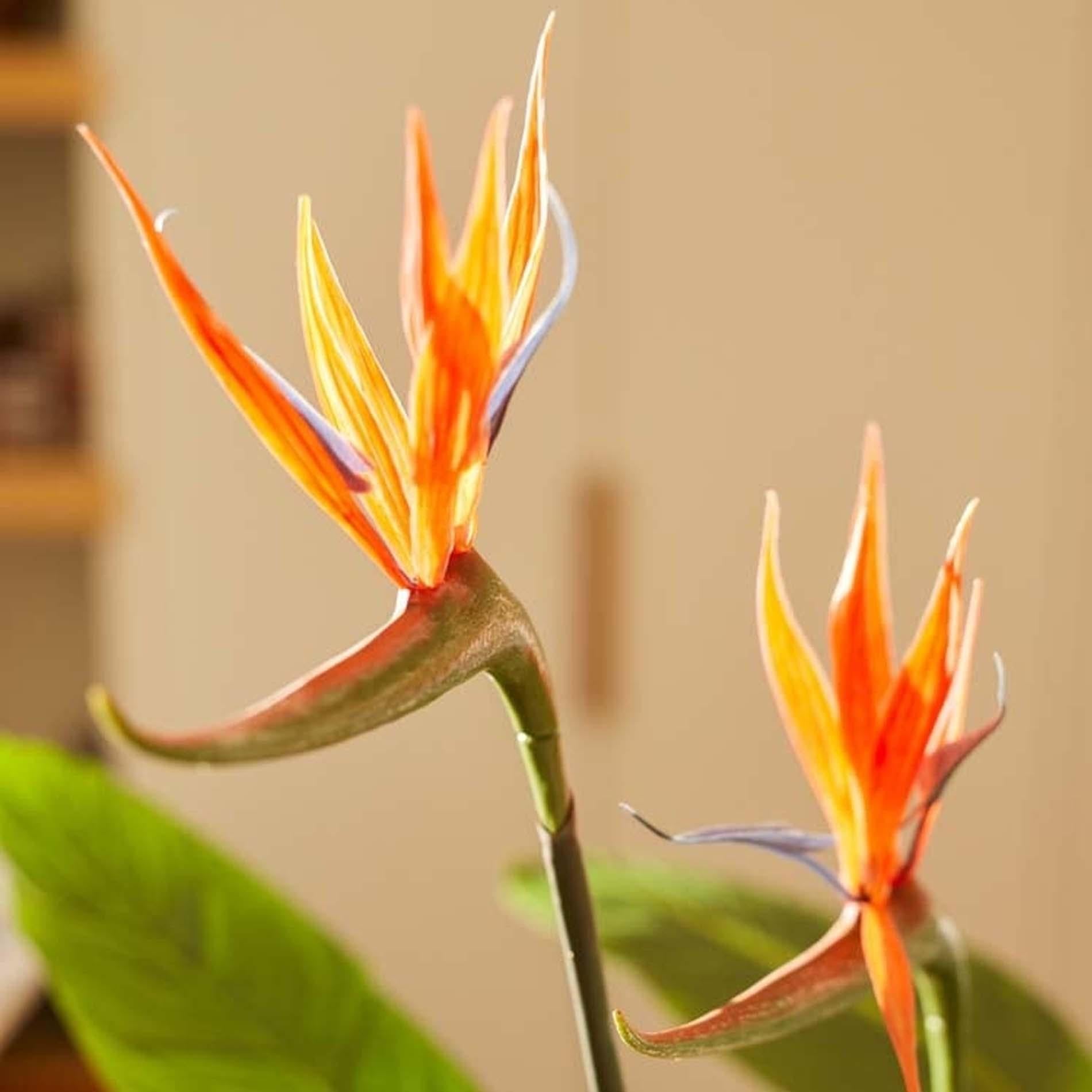 Kunstpflanze - Strelitzia Blumen- 120cm - im schwarzen Topf