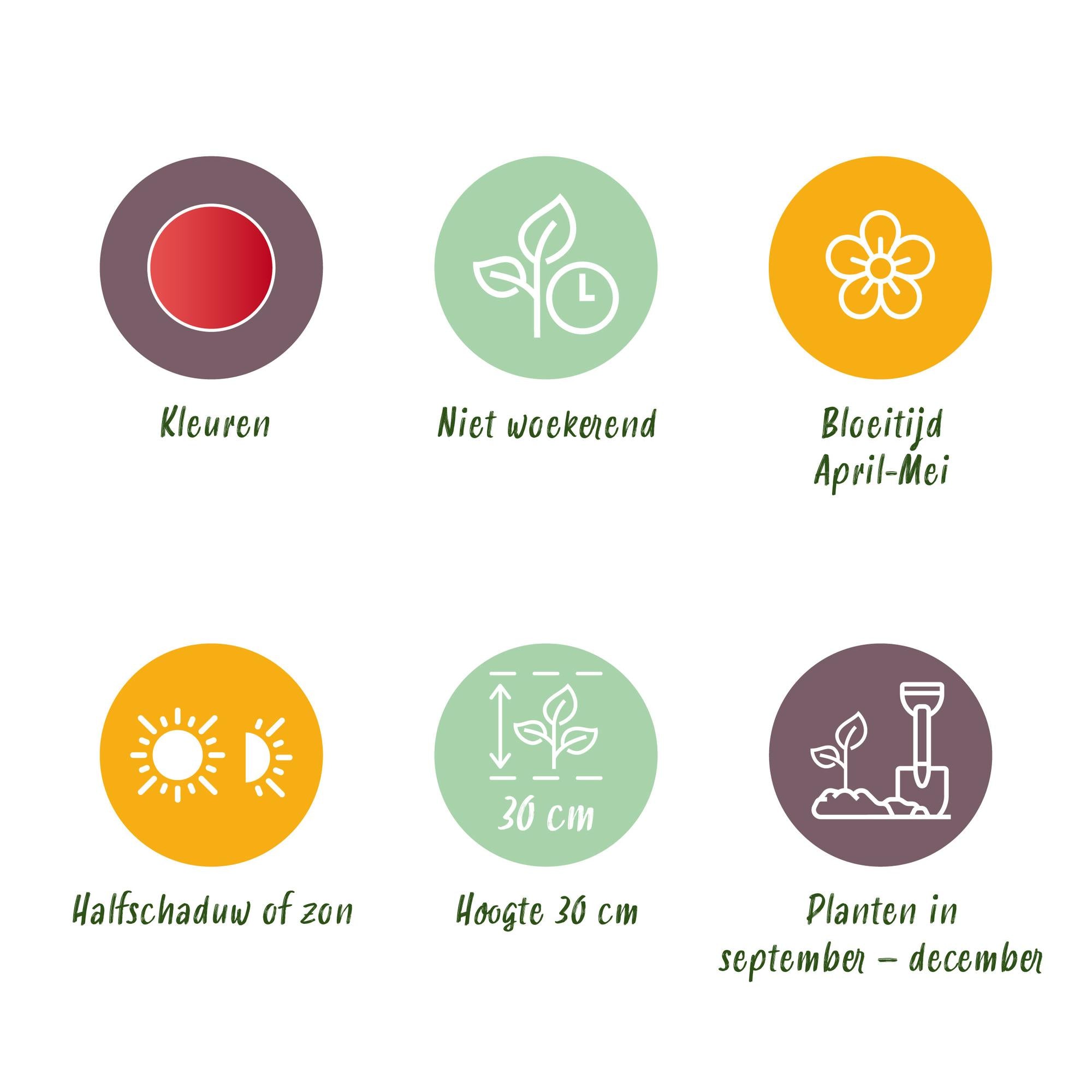 Tulpen - Tulipa Greigii Red - Farbe Rot - 15 Stück - Zwiebelgröße 11/12 - XXL Pack