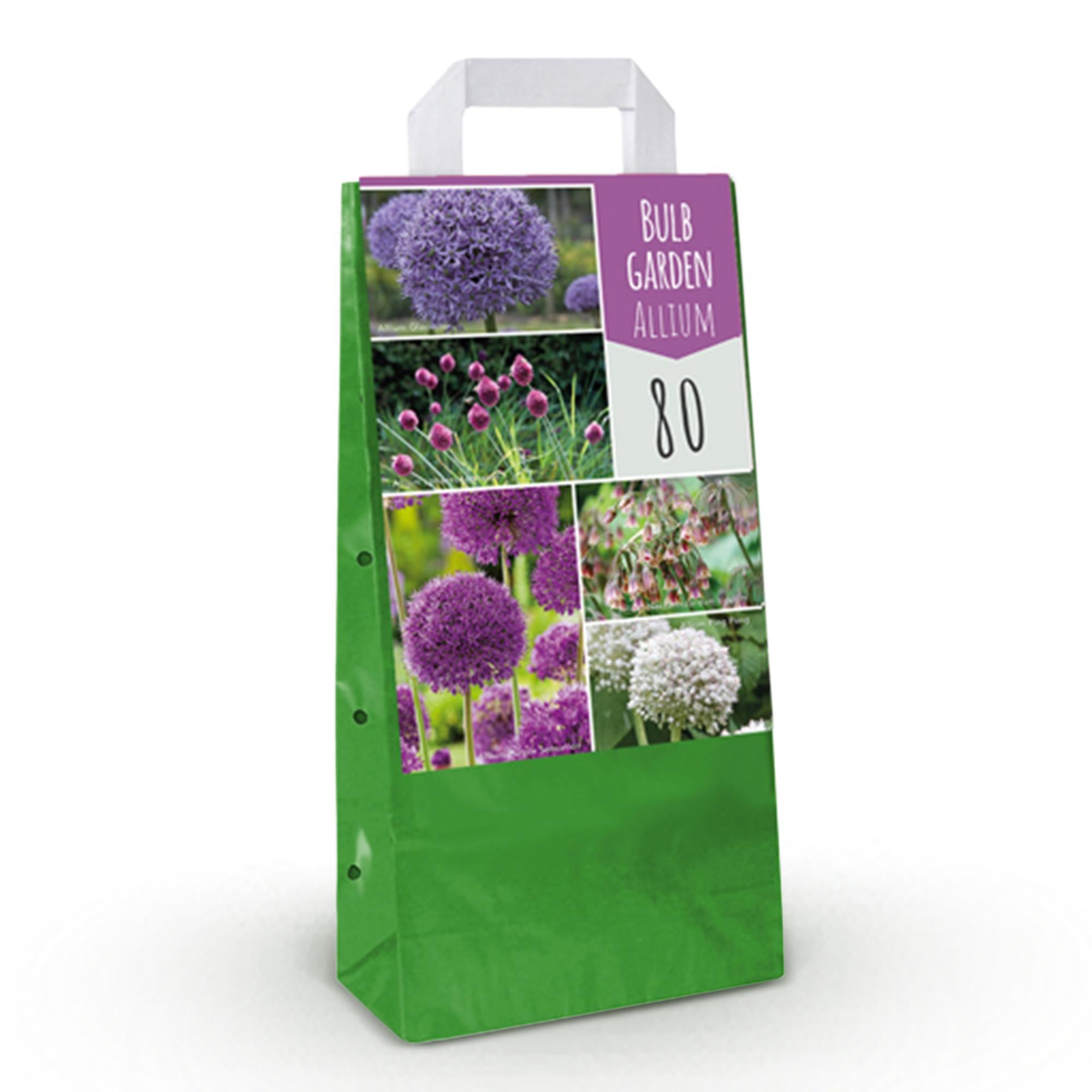 Zierlauch Mix - Blumenzwiebeln Bulb Garden Allium Mix - Verschiedene Farben - 80 Stück - Geschenkverpackung