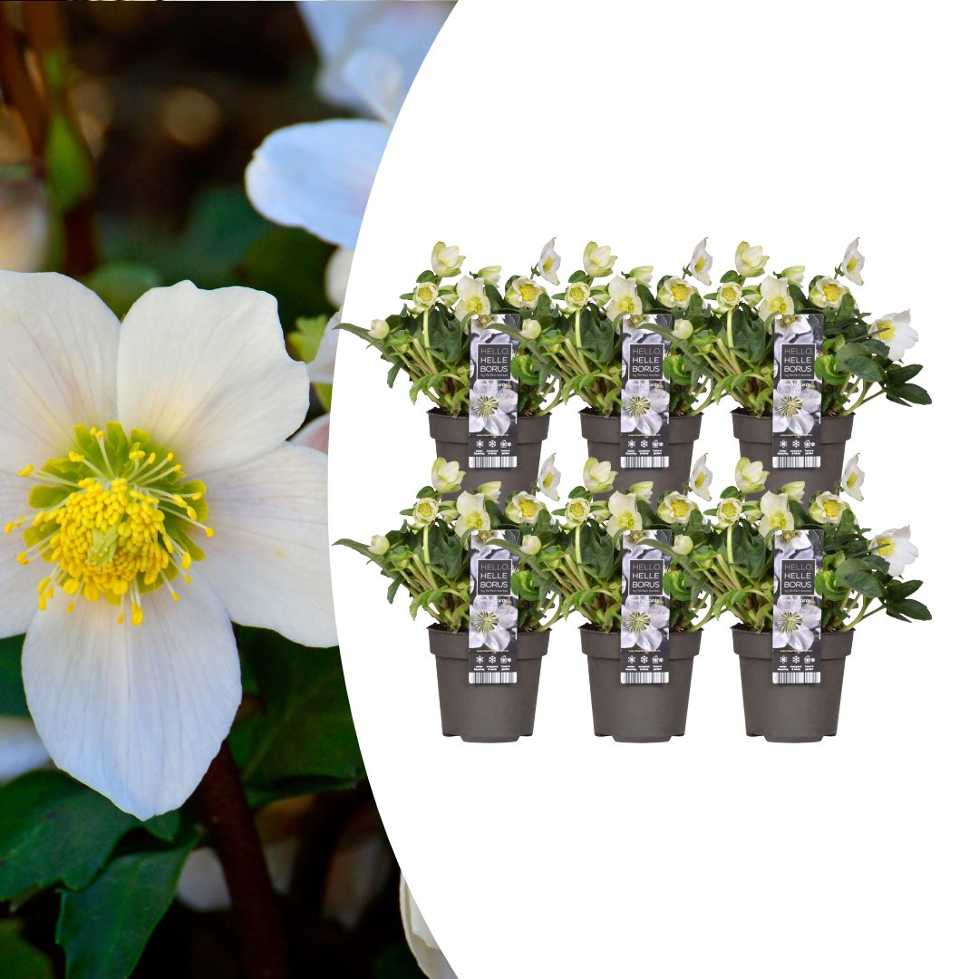 Christrosen Set - Helleborus niger 'Christmas Carol' Pflanzen Ø 12 cm - ↕ 20 cm  6 Stück