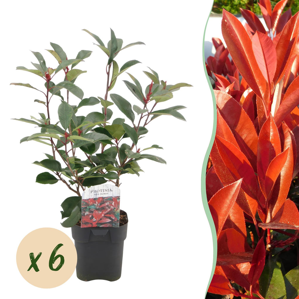 glanzmispel red robin beeren Rote Glanzmispel - Photinia fraseri Red Robin - grün rot