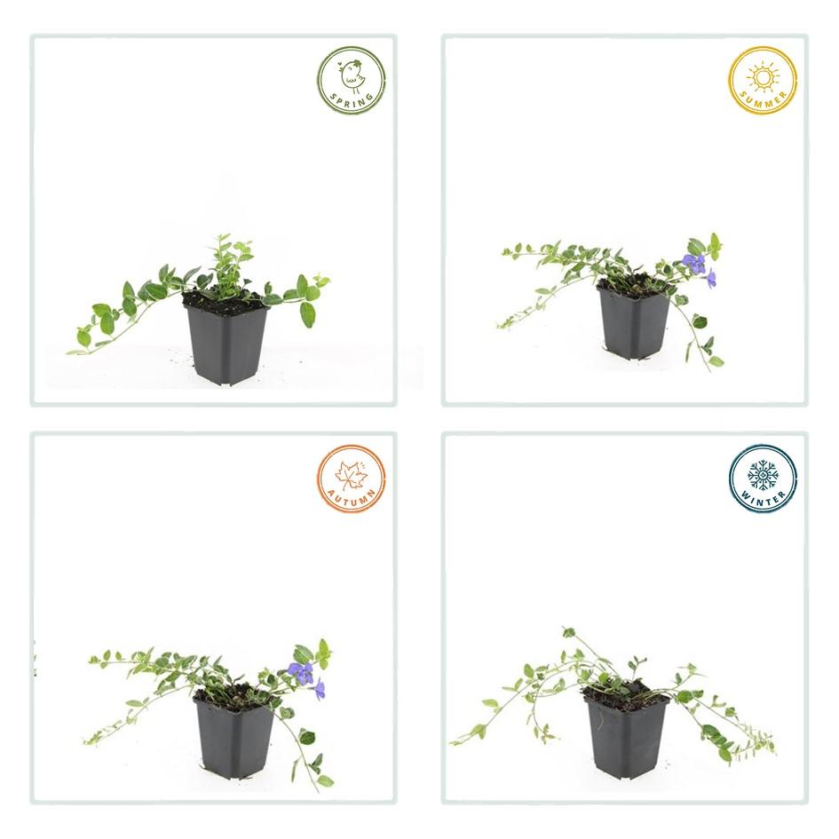 Kleines Immergrün - Vinca minor 'Argenteovariegata' - ↕10-25cm - Ø9cm 48 Stück