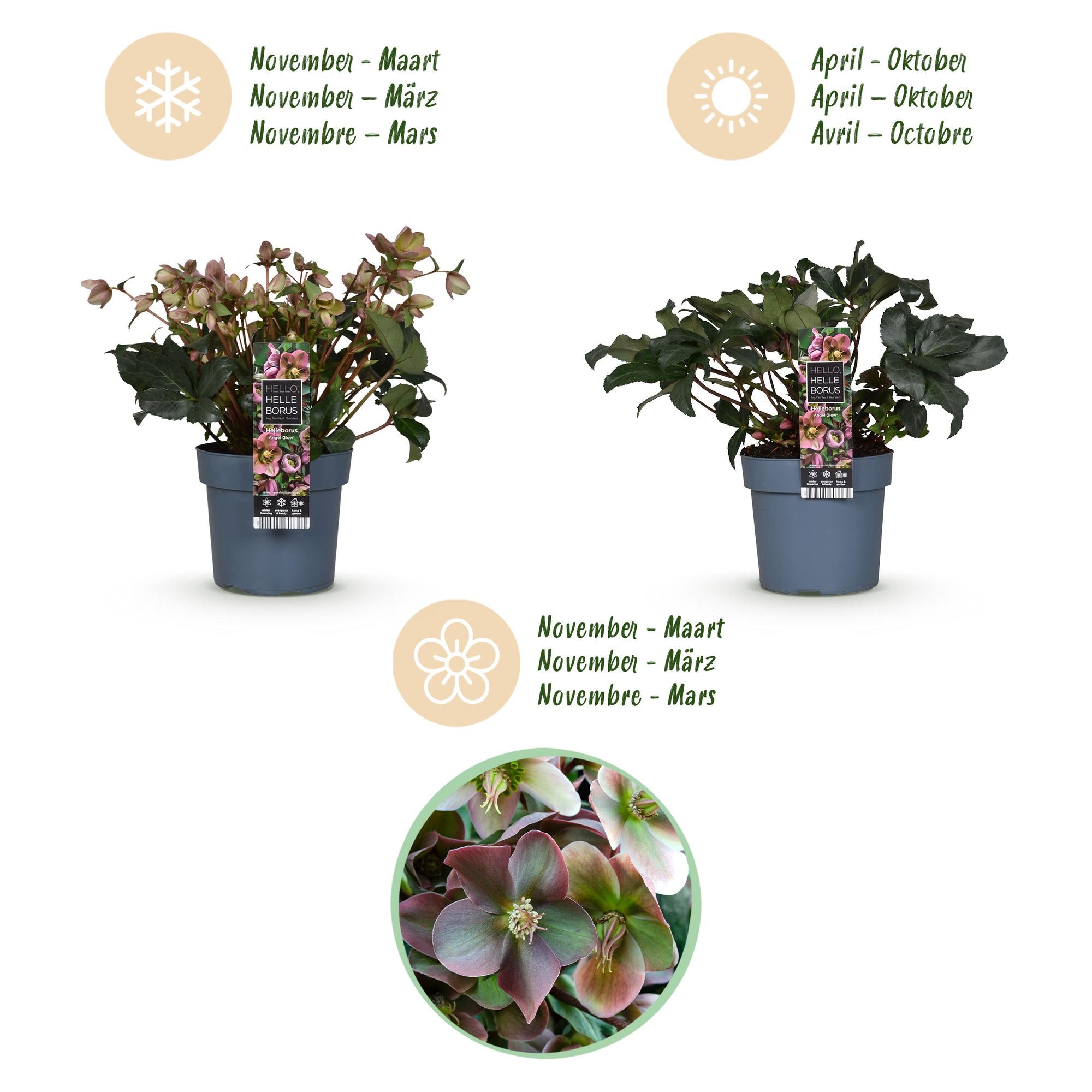 Christrose - Helleborus Angels Glow - Rosa Blüte - Immergrün - Topf 19cm Höhe 50cm