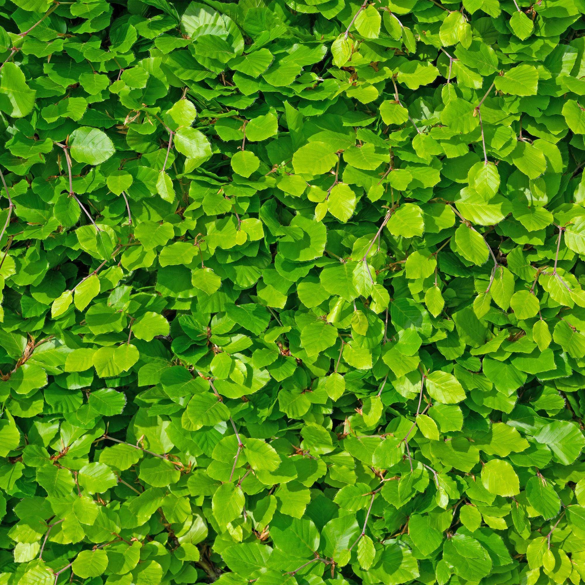 Weißbuche - Carpinus betulus - Blatt grün - 6 Pflanzen - 1 laufender Meter - laubabwerfend - Topf 17cm Höhe 55cm