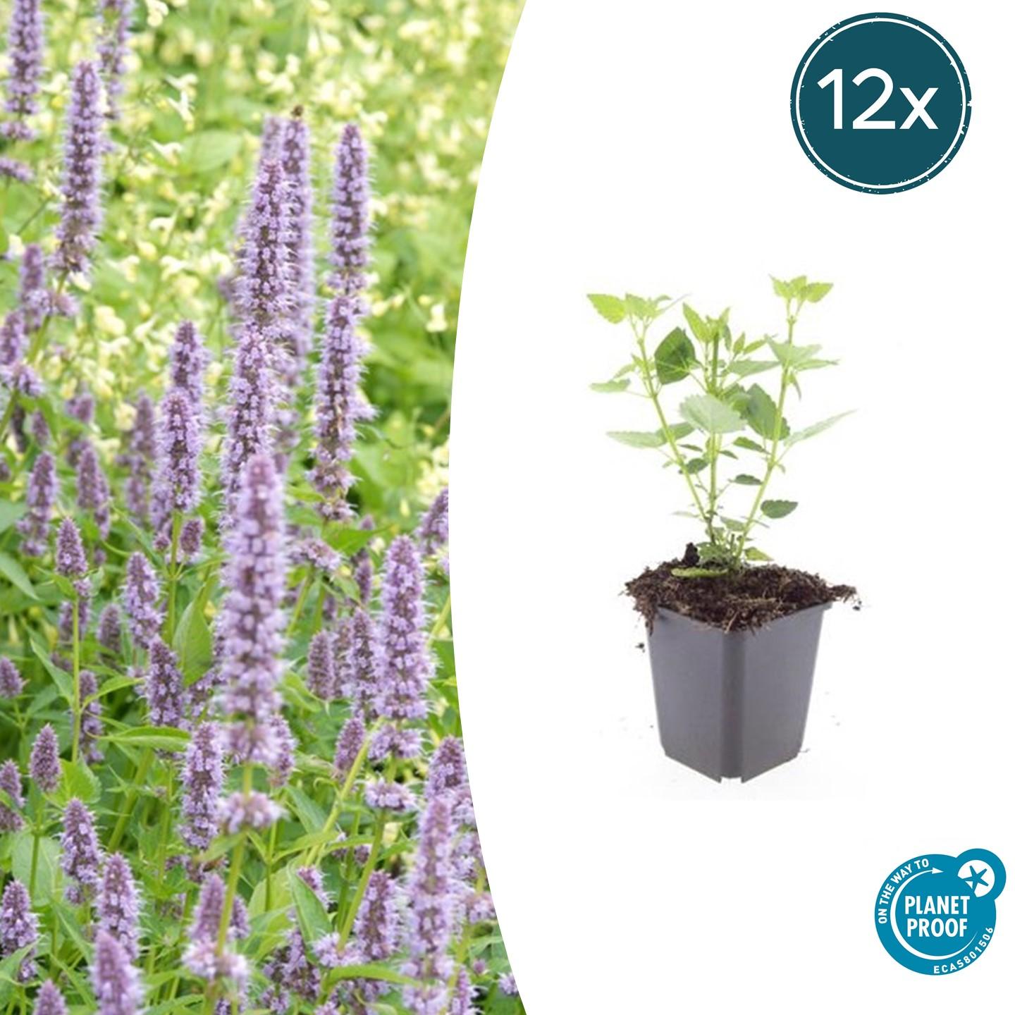 Blaunessel - Agastache 'Blue Fortune' - ↕10-25cm - Ø9cm 12 Stück