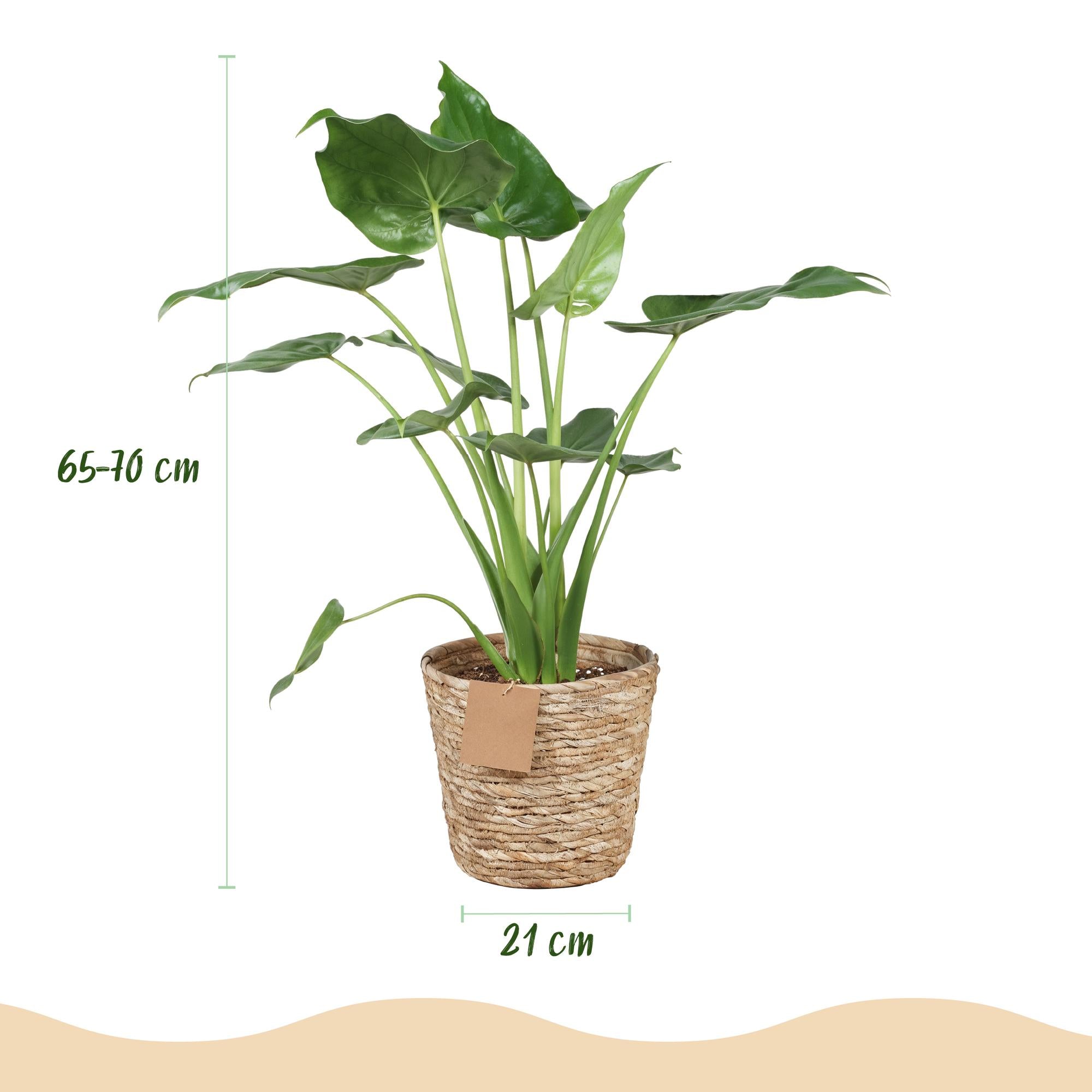 Zwergelefantenohr - Alocasia Cucullata - Buddha-Hand - Wenig Pflege - mit Korb - Grün - 1 Pflanze - Topf 21cm - Höhe 65-70cm