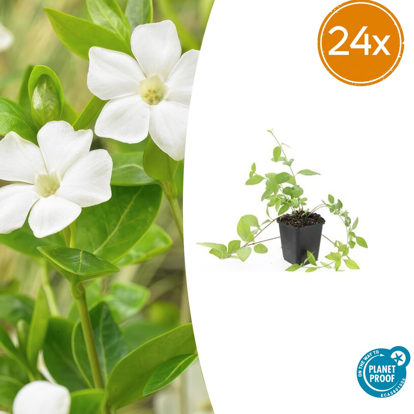 Kleines weißes Immergrün - Vinca major 'Alba' - ↕10-25cm - Ø9cm 24 Stück