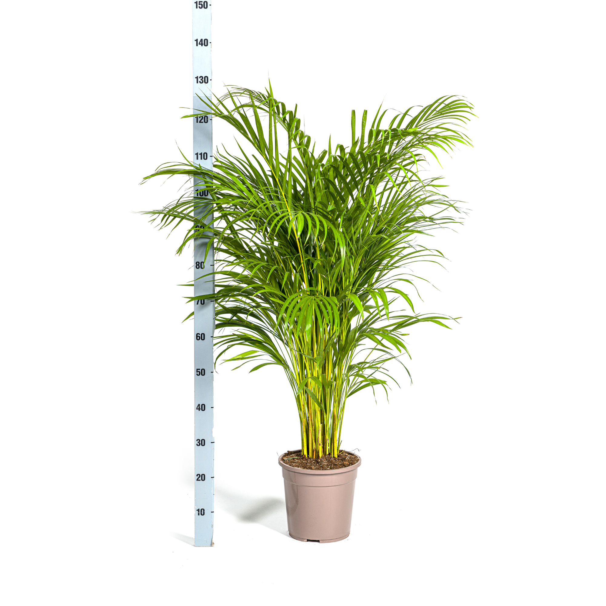 Arecapalme - Dypsis Areca Lutescens mit Korb Ø24cm - ↕120 - 140cm