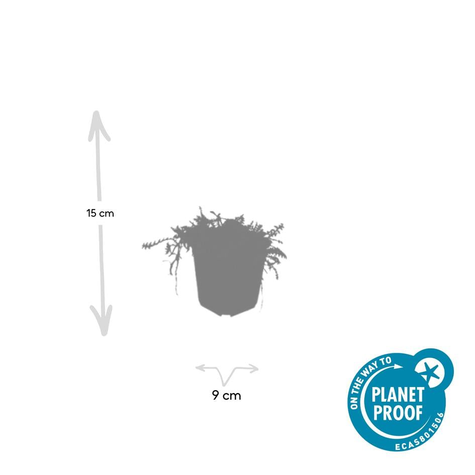 Fiederpolster - Leptinella squalida - ↕10-25cm - Ø9cm 24 Stück