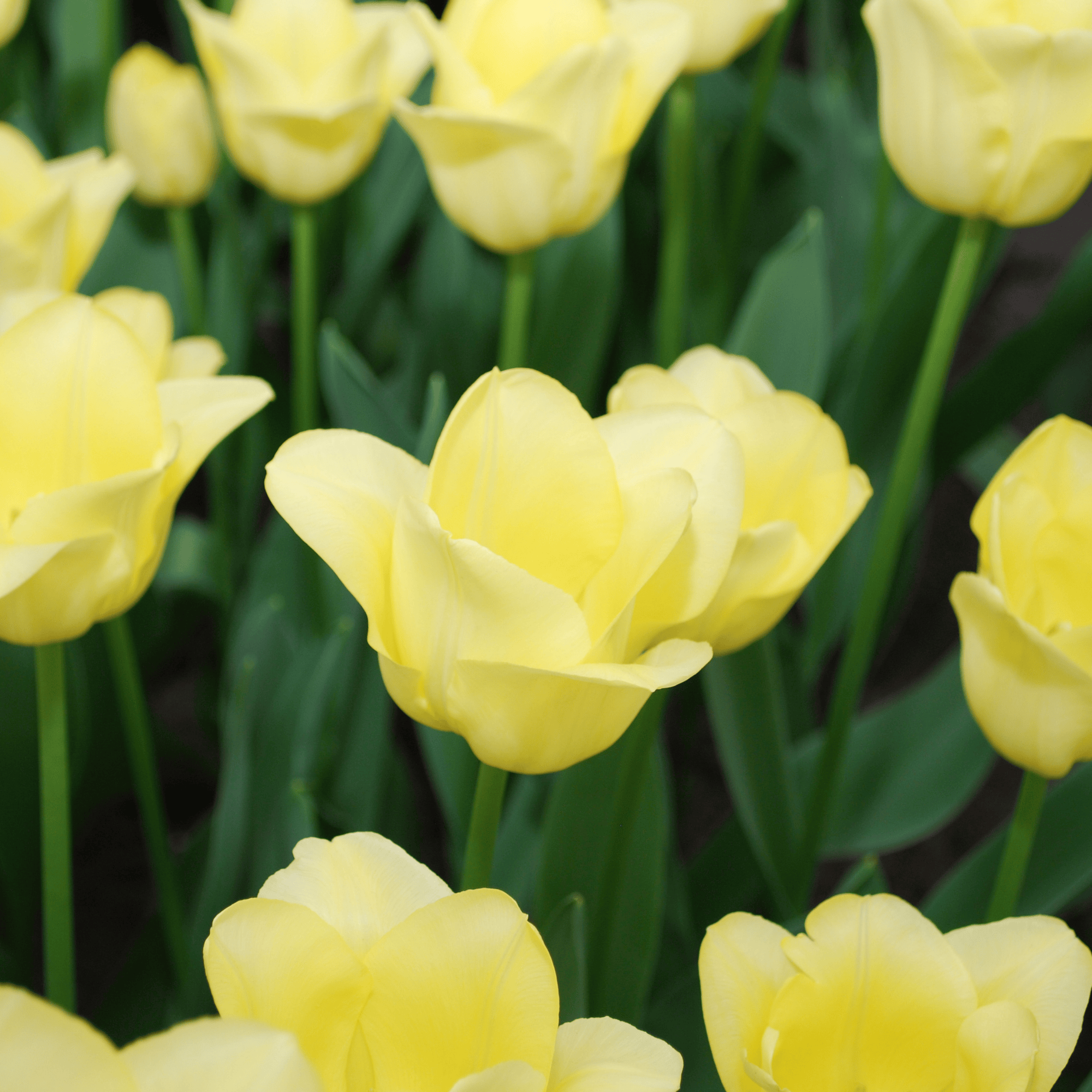 Tulpen - Tulipa World Friendship – 20 Stück - Hellgelbe Tulpe – Zart, freundlich und elegant – Für Garten oder Topf – Größe 11/12 – Frisch vom Züchter