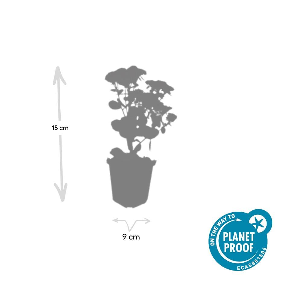 Fetthenne - Sedum 'Herbstfreude' - ↕10-25cm - Ø9cm 40 Stück