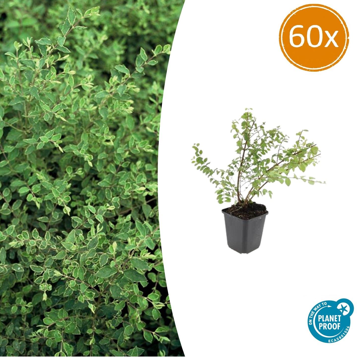 Niedrige Purpurbeere - Symphoricarpos ch. 'Hancock' - ↕10-25cm - Ø9cm 60 Stück