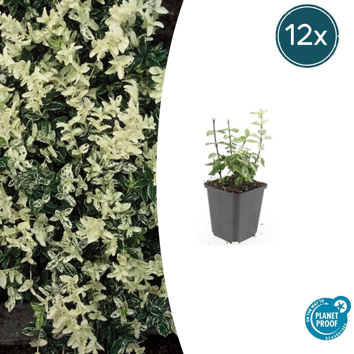 Kriechspindel - Euonymus fort. 'Harlequin' - ↕10-25cm - Ø9cm 12 Stück