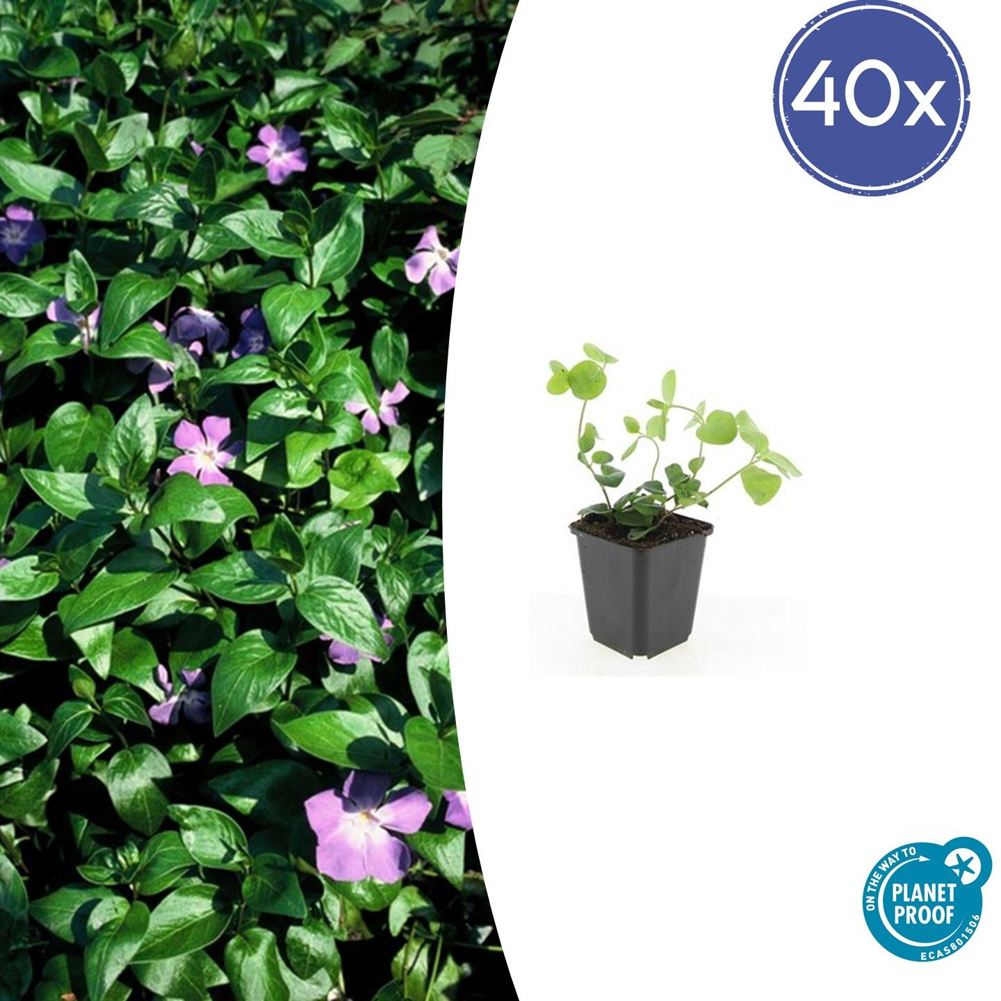 Großes Immergrün - Vinca major - ↕10-25cm - Ø9cm 40 Stück