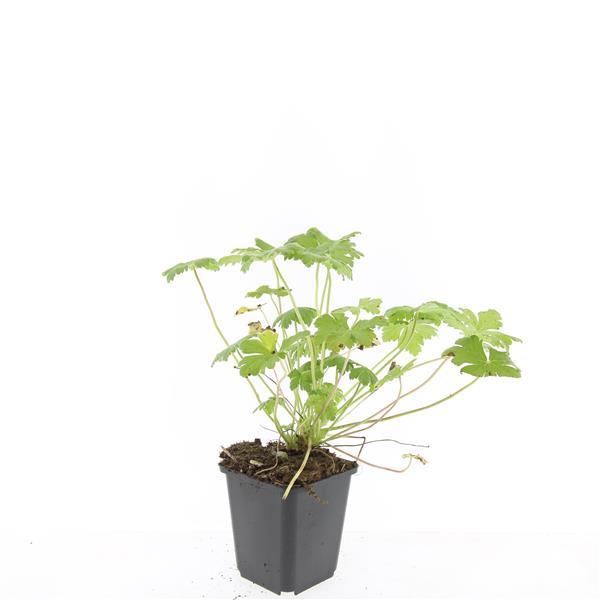 Balkanstorchschnabel - Geranium 'Tiny Monster' - ↕10-25cm - Ø9cm 48 Stück