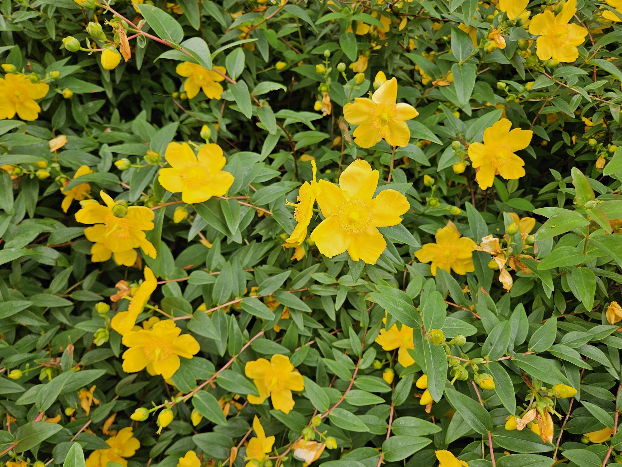 Johanniskraut - Hypericum dummeri 'Peter Dummr' - ↕10-25cm - Ø9cm 48 Stücke