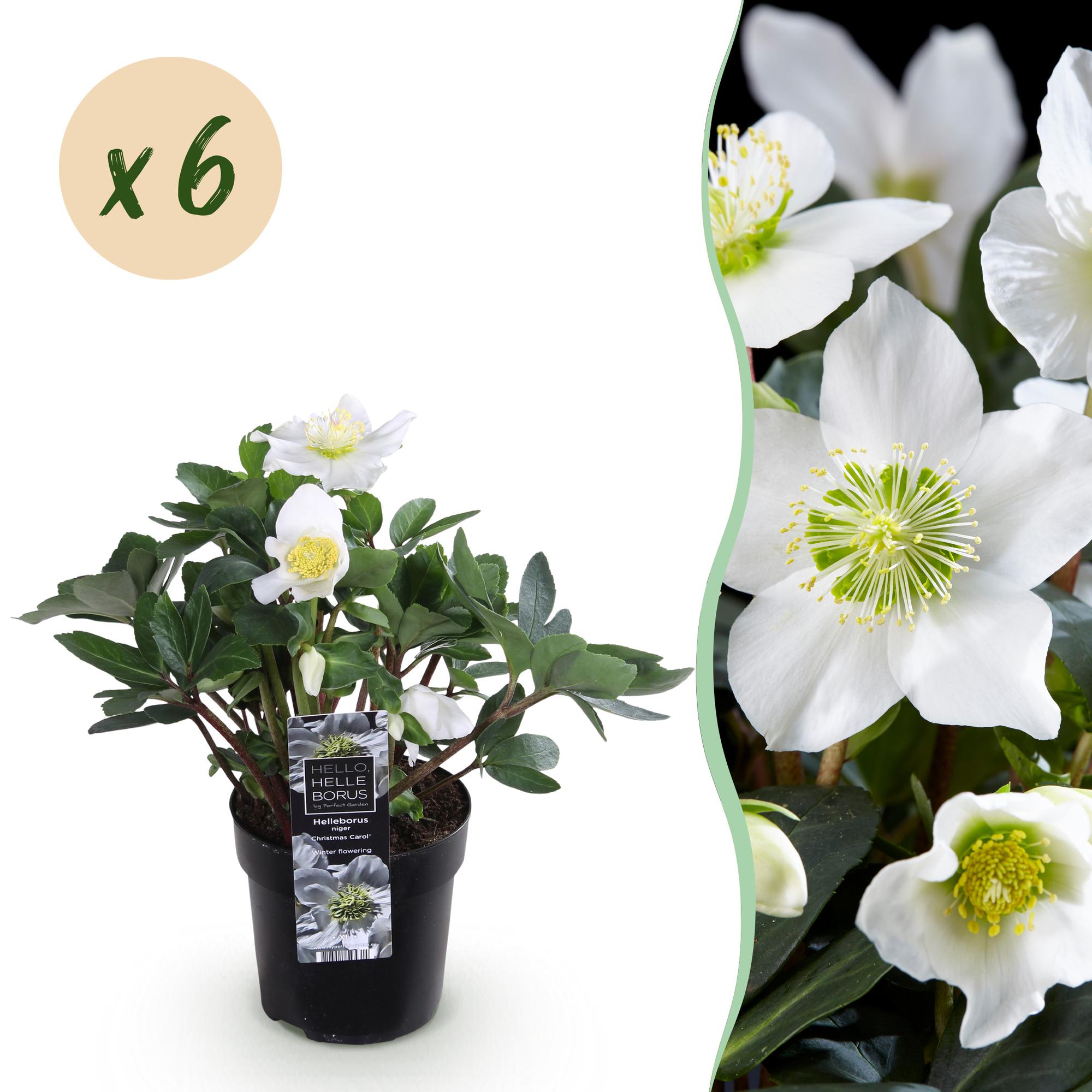Christrosen Set - Weihnachtsrose - Helleborus Christmas Carol - Weiße Blüte - 6 Pflanzen - Immergrün - Topf 10,5cm Höhe 25cm