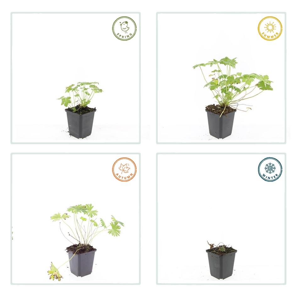 Balkanstorchschnabel - Geranium 'Tiny Monster' - ↕10-25cm - Ø9cm 48 Stück