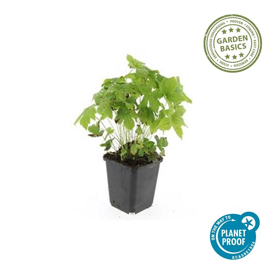 Knotenstorchschnabel - Geranium nodosum - ↕10-25cm - Ø9cm 40 Stück