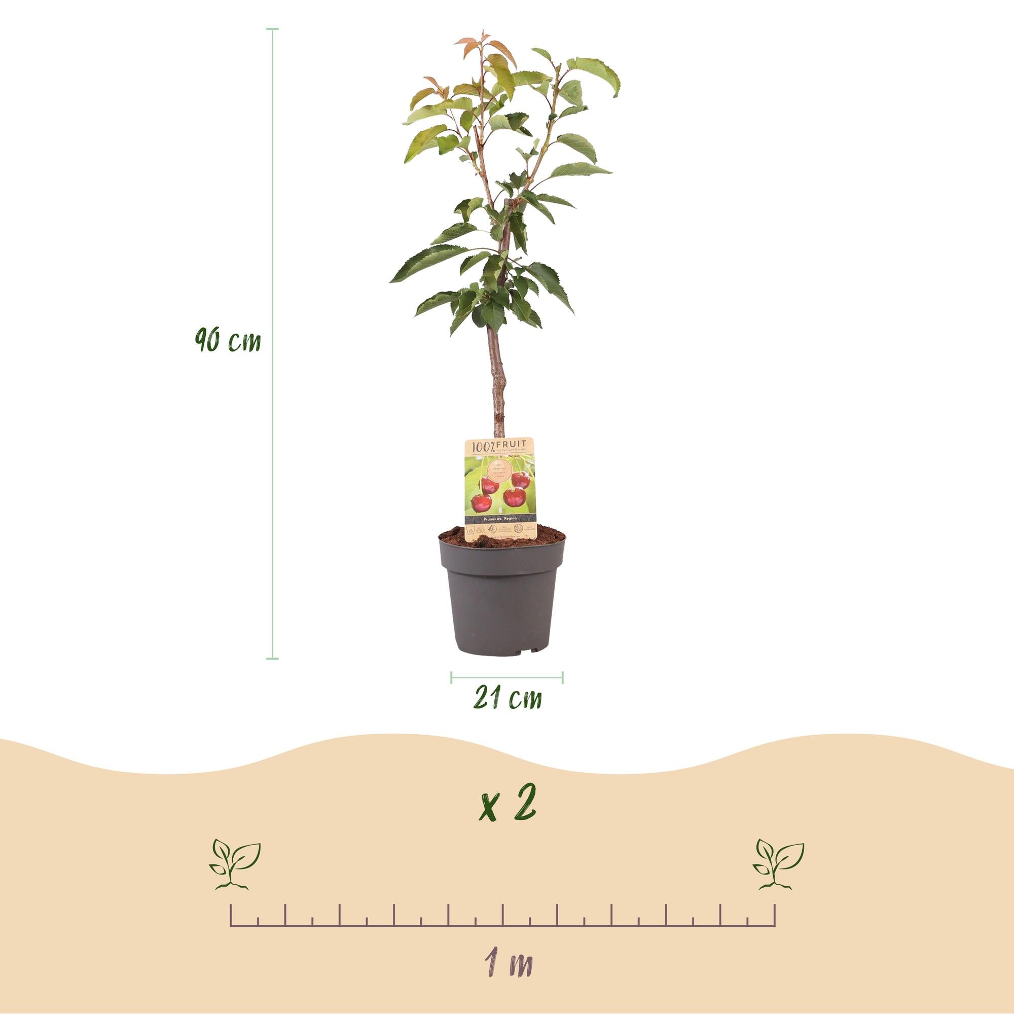 Kirschenbaum - Prunus avium Regina - Rote Kirsche - Topf 21cm Höhe 90cm