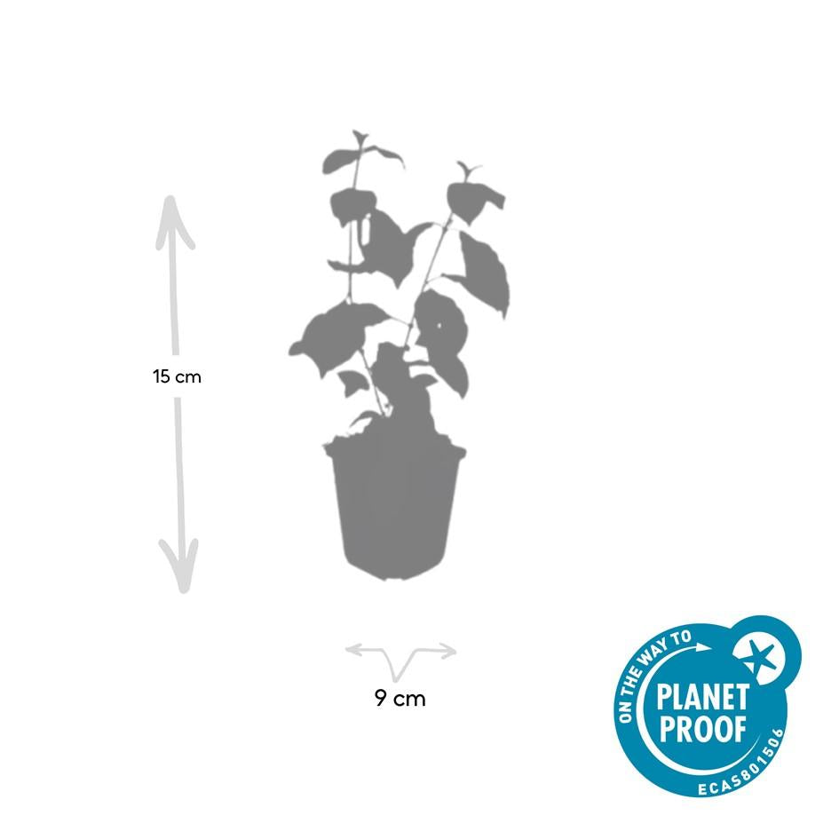 Roter Hartriegel - Cornus sang. 'Midwinter Fire' - ↕10-25cm - Ø9cm 60 Stück