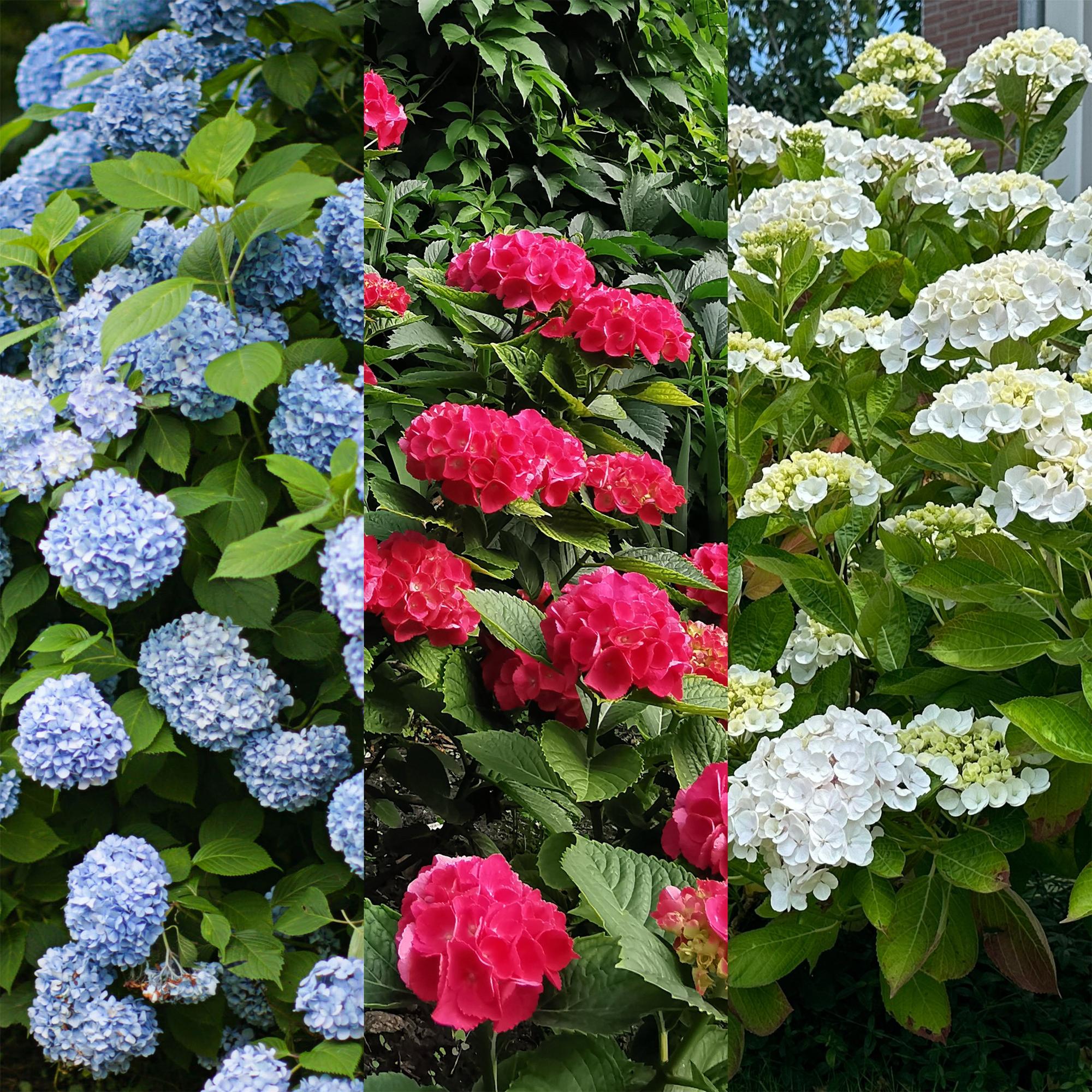 Gartenhortensien Set - Hydrangea macrophylla Tricolour - Blüte Blau, Rosa und Weiß - 3 Pflanzen - Laubabwerfend - Wenig Pflege - Topf 17cm Höhe 30cm