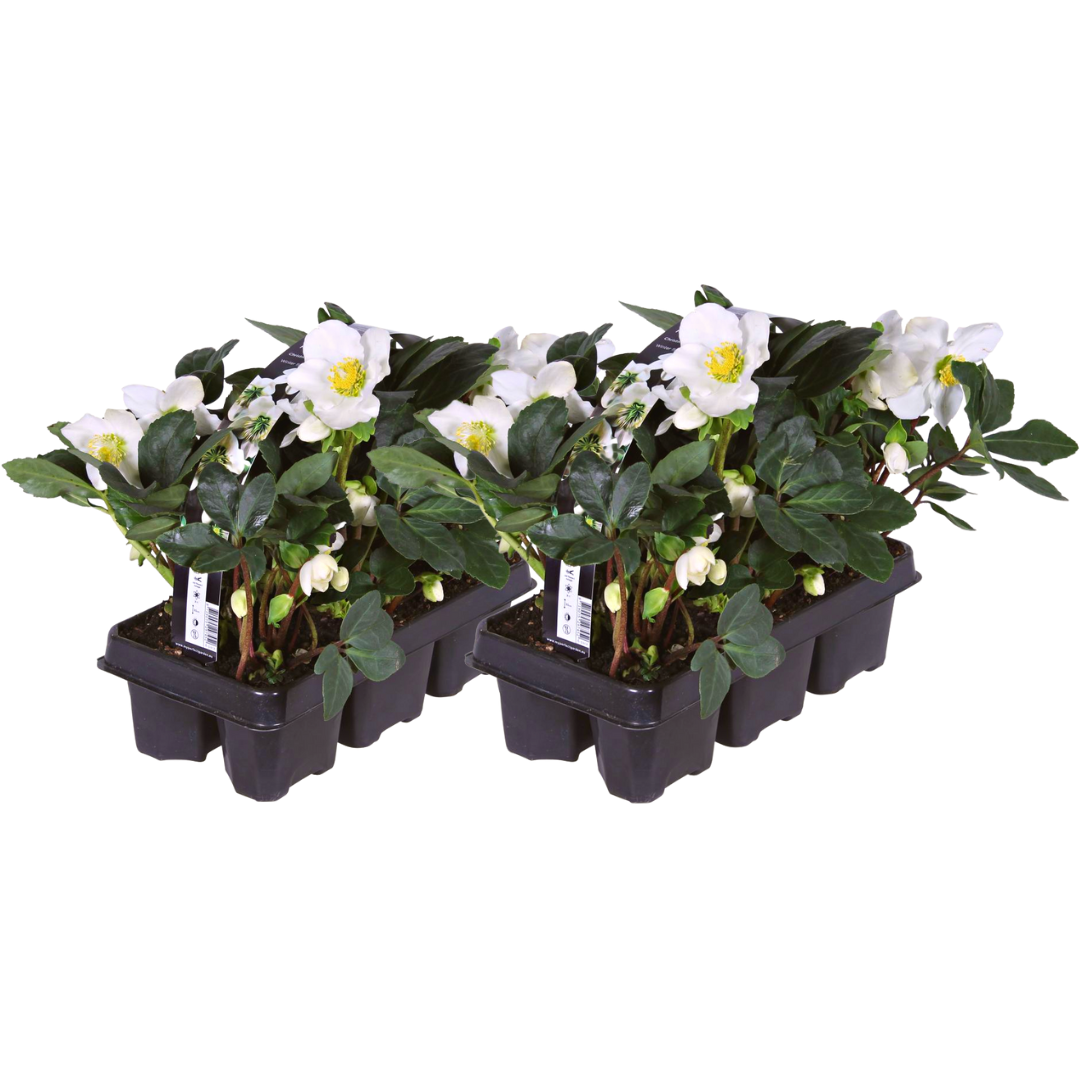 Christrosen Set - Helleborus niger ‘Christmas Carol’ – 12 Christrosen im Set (2 x Sixpack)