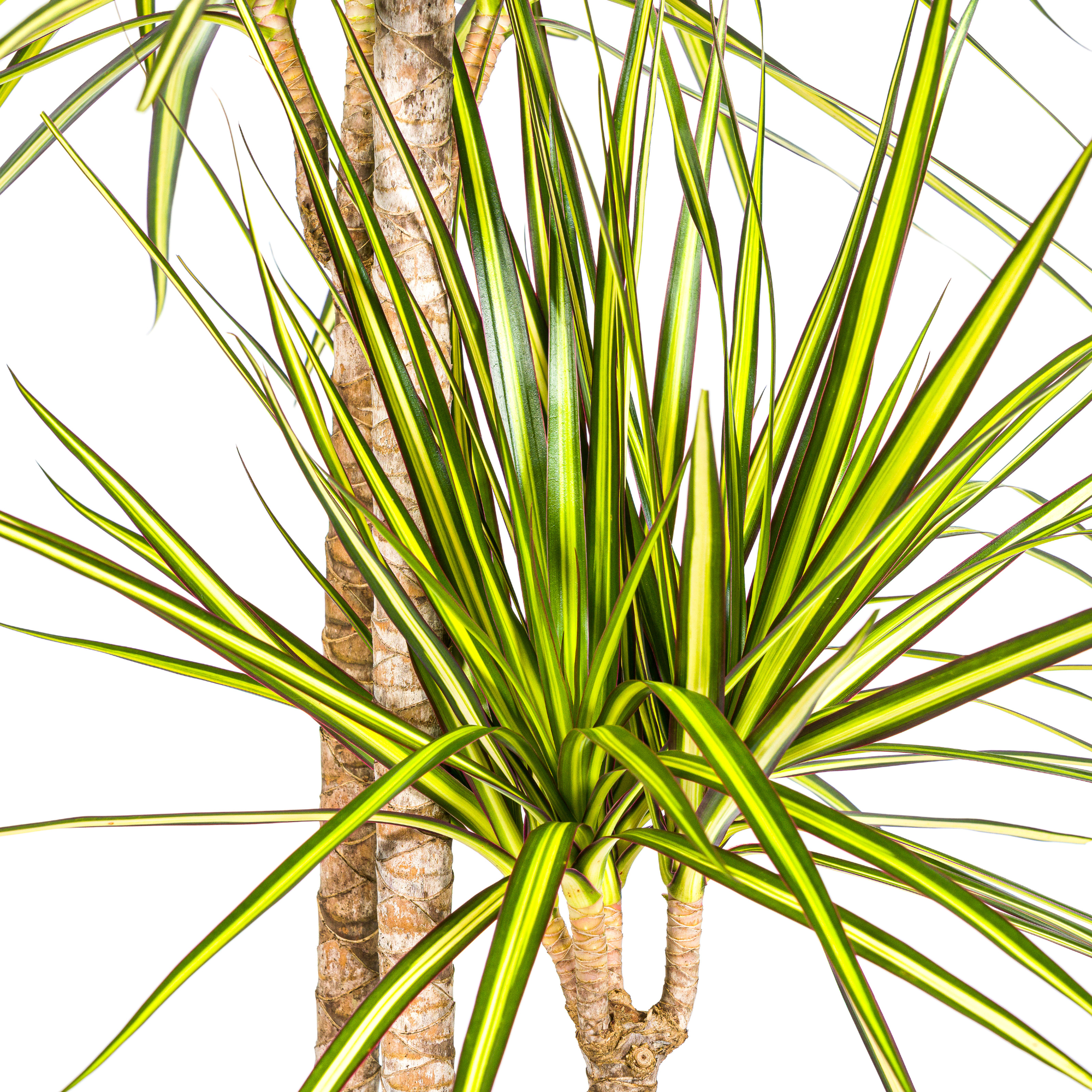 Drachenbaum - Dracaena Marginata Sunray mit Korb Ø24cm - ↕130 - 150cm