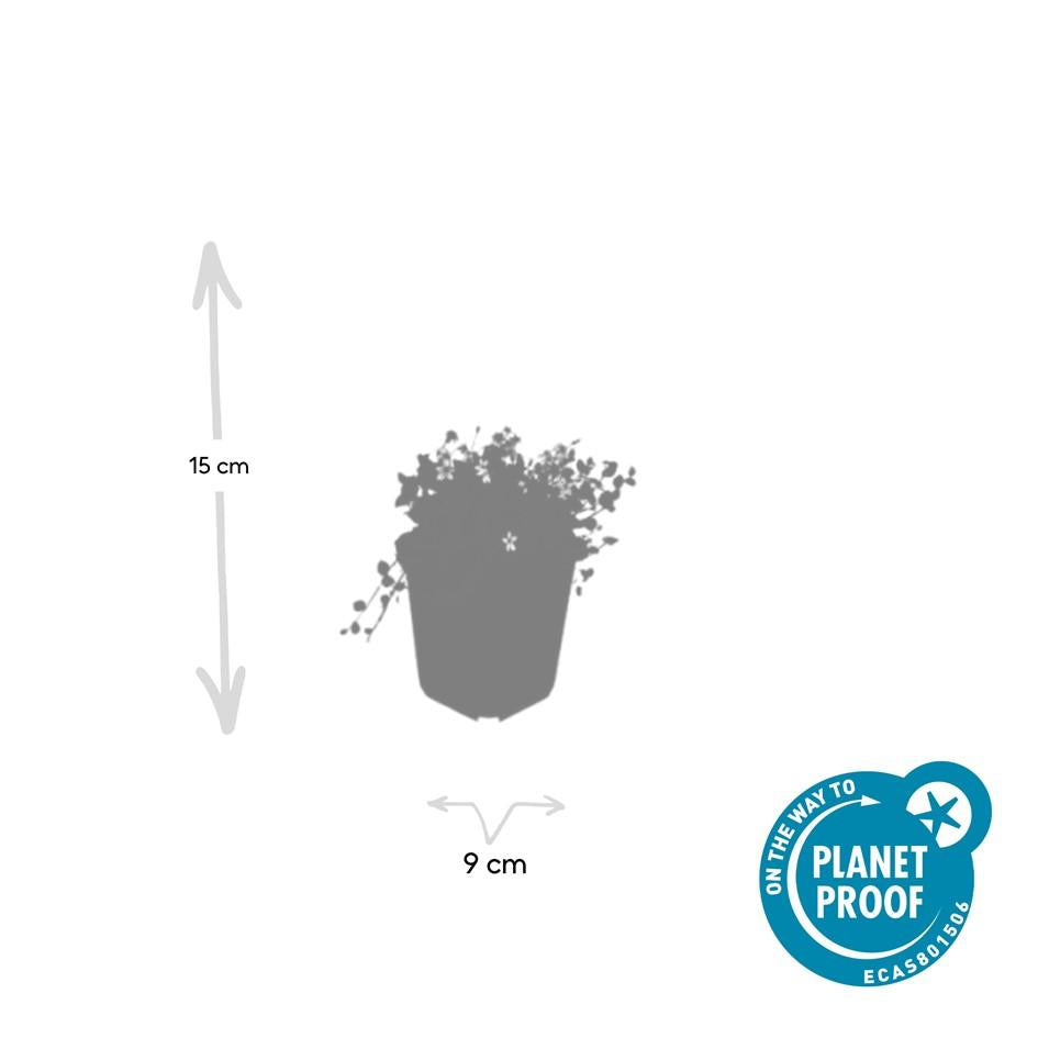 Weißer Blaupolster - Isotoma fluviatilis 'Alba'- ↕10-25cm - Ø9cm 48 Stück