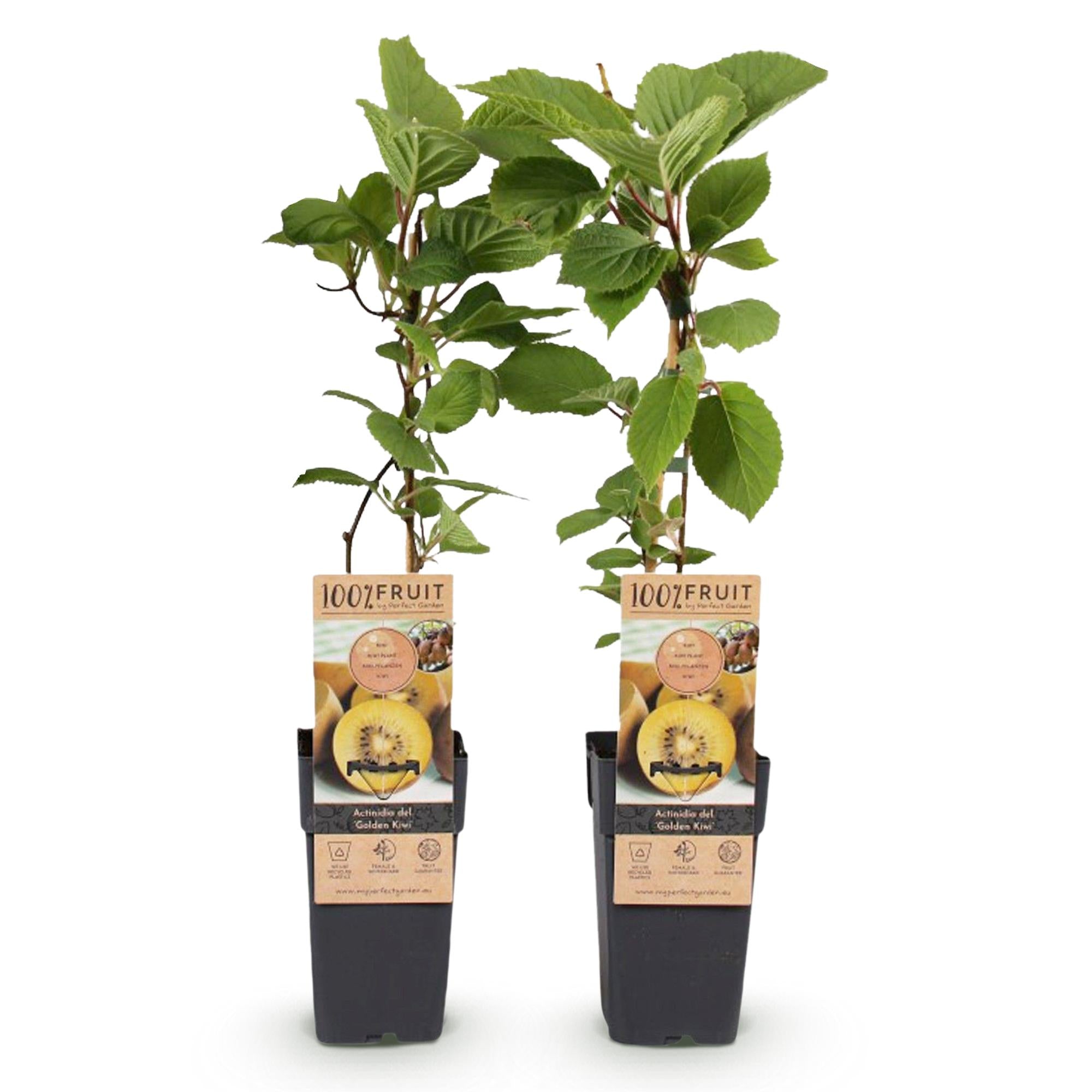 Kiwibeeren - Actinidia deliciosa Golden Kiwi - Gelbe Frucht - 2 Pflanzen - Topf 15cm Höhe 50cm