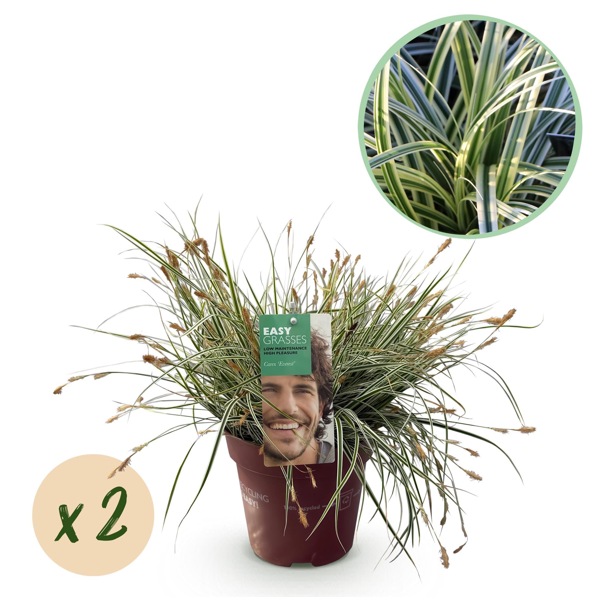 Japansegge - Carex oshimensis Everest - Weiß und Grün - 2 Pflanzen - Immergrün - Wenig Pflege - Topf 17cm Höhe 50cm