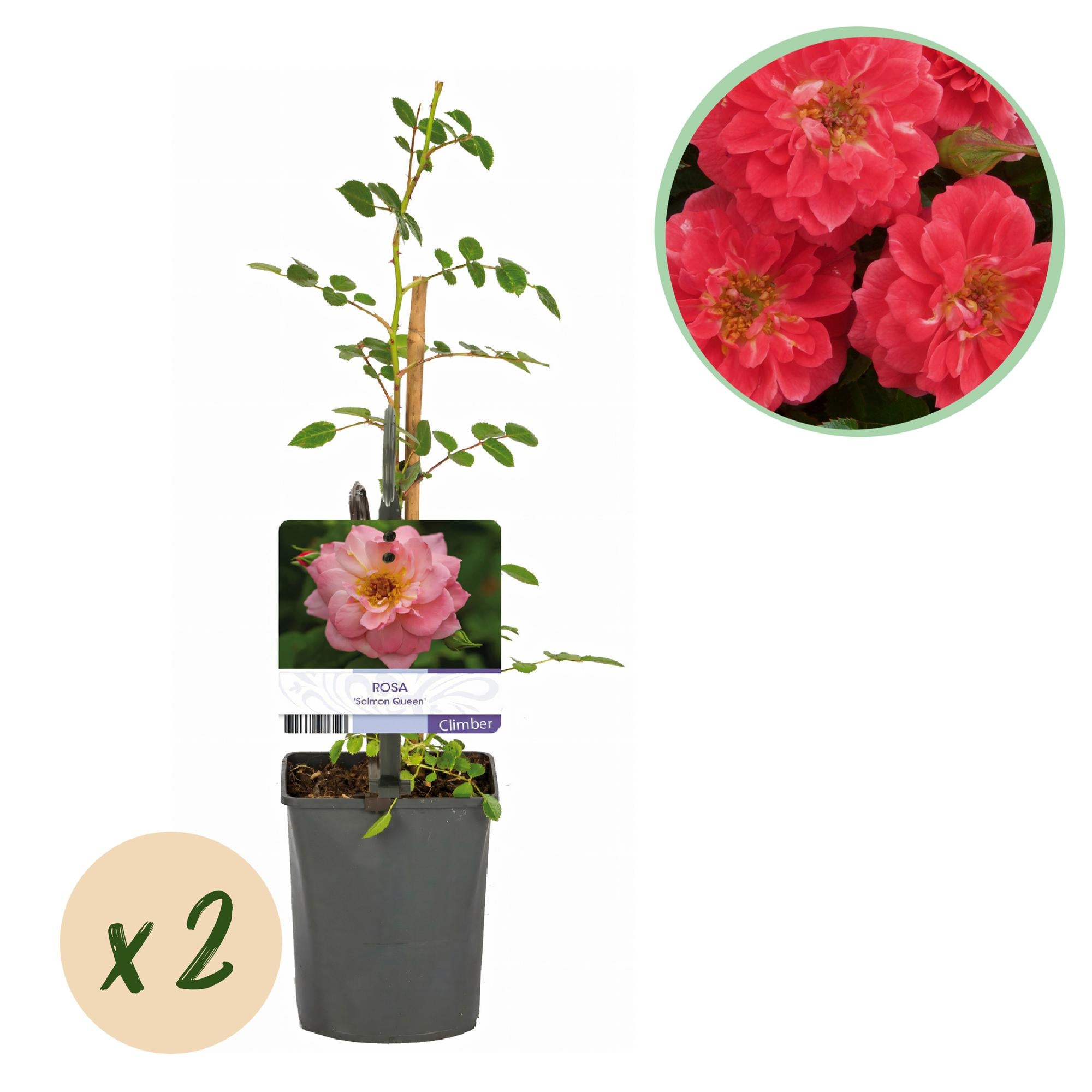 Rosen - Rosa Salmon Queen - Blüte Lachsrosa - Geringer Pflegeaufwand - 2 Pflanzen - Topf 11cm Höhe 40cm