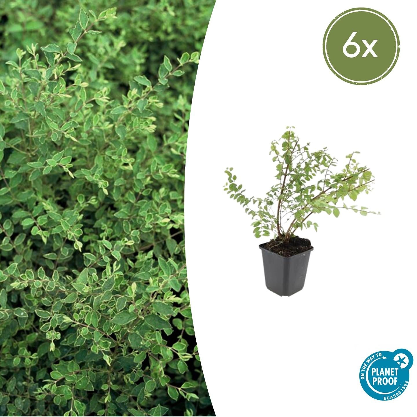 Niedrige Purpurbeere - Symphoricarpos ch. 'Hancock' - ↕10-25cm - Ø9cm 6 Stück