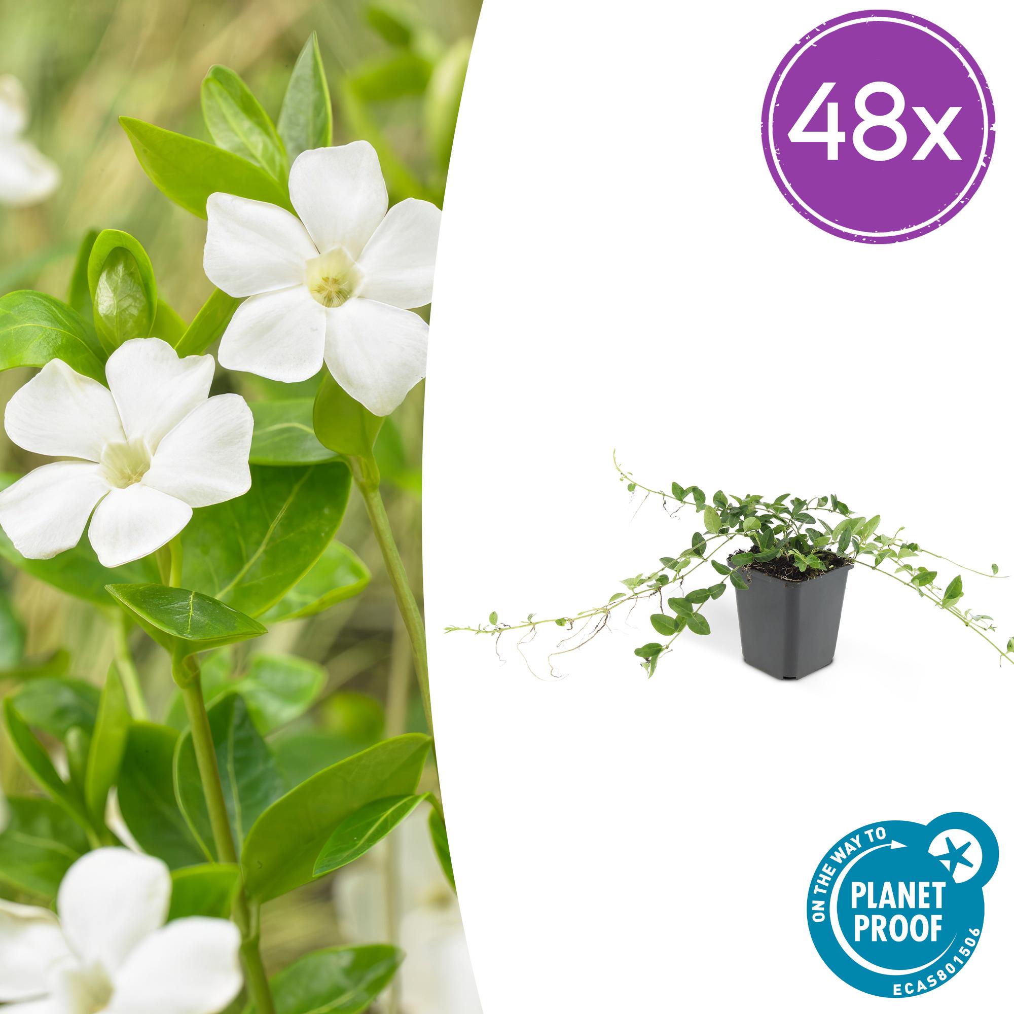 Kleines weißes Immergrün - Vinca minor 'Alba' - ↕10-25cm - Ø9cm
