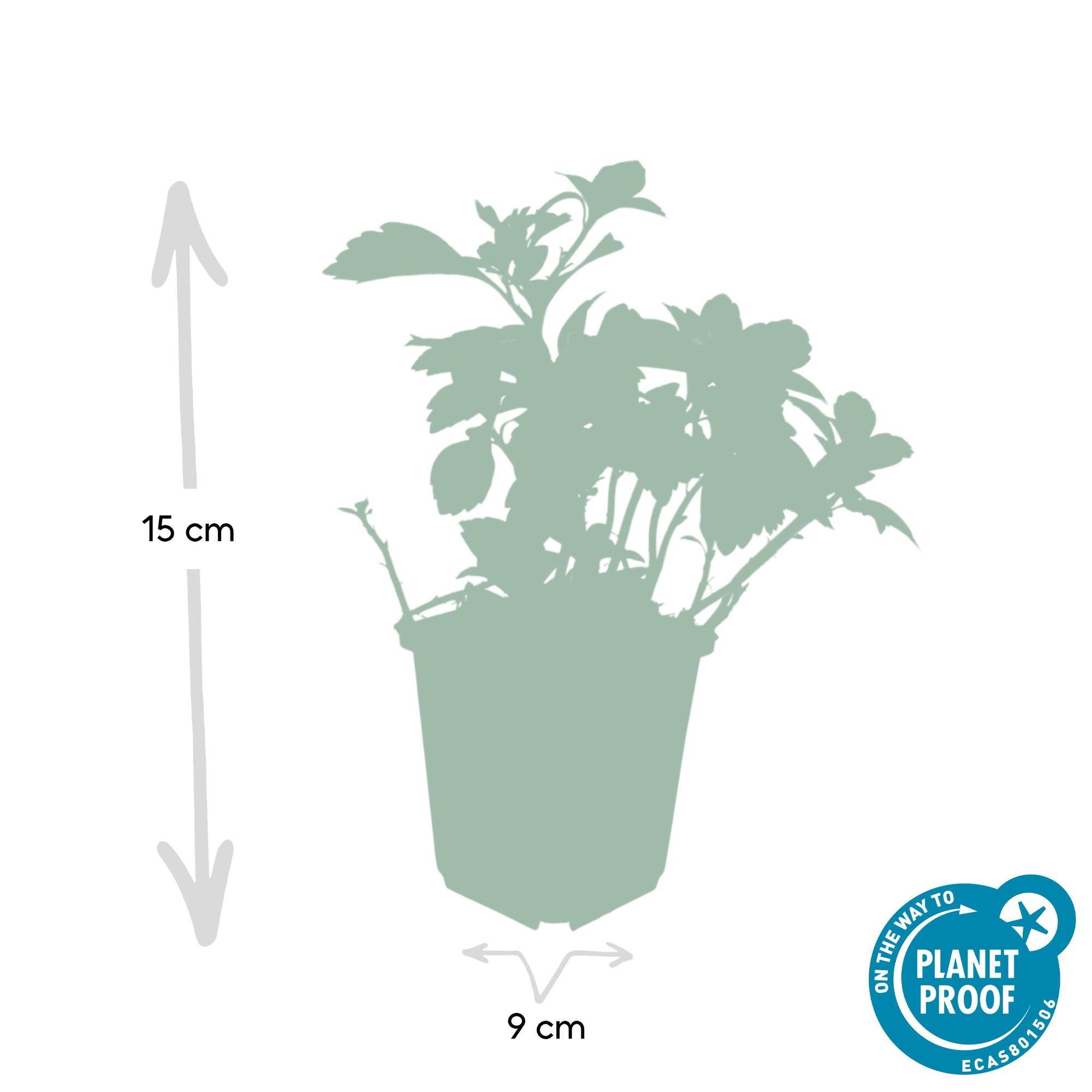 Dickmännchen - Pachysandra term. 'Green Carpet' - ↕10-25cm - Ø9cm 24 Stück