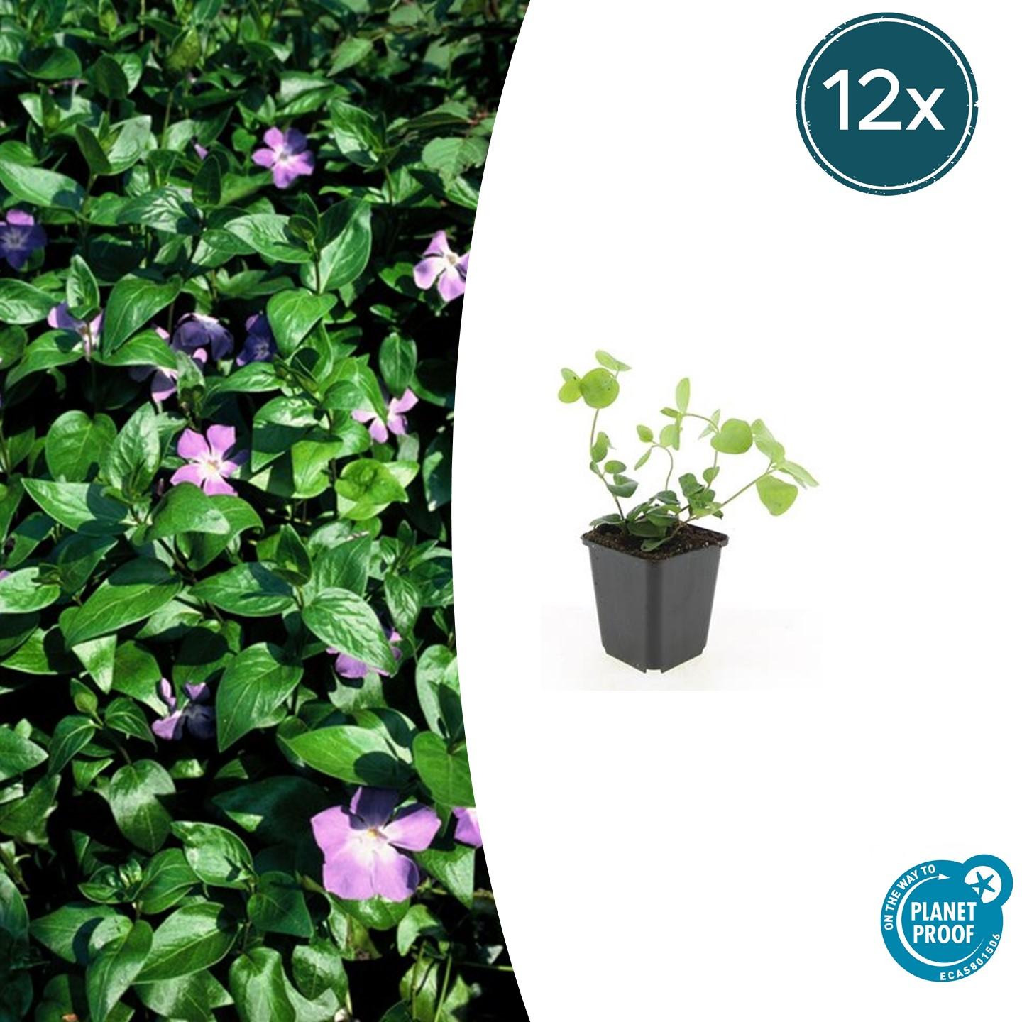 Großes Immergrün - Vinca major - ↕10-25cm - Ø9cm 12 Stück