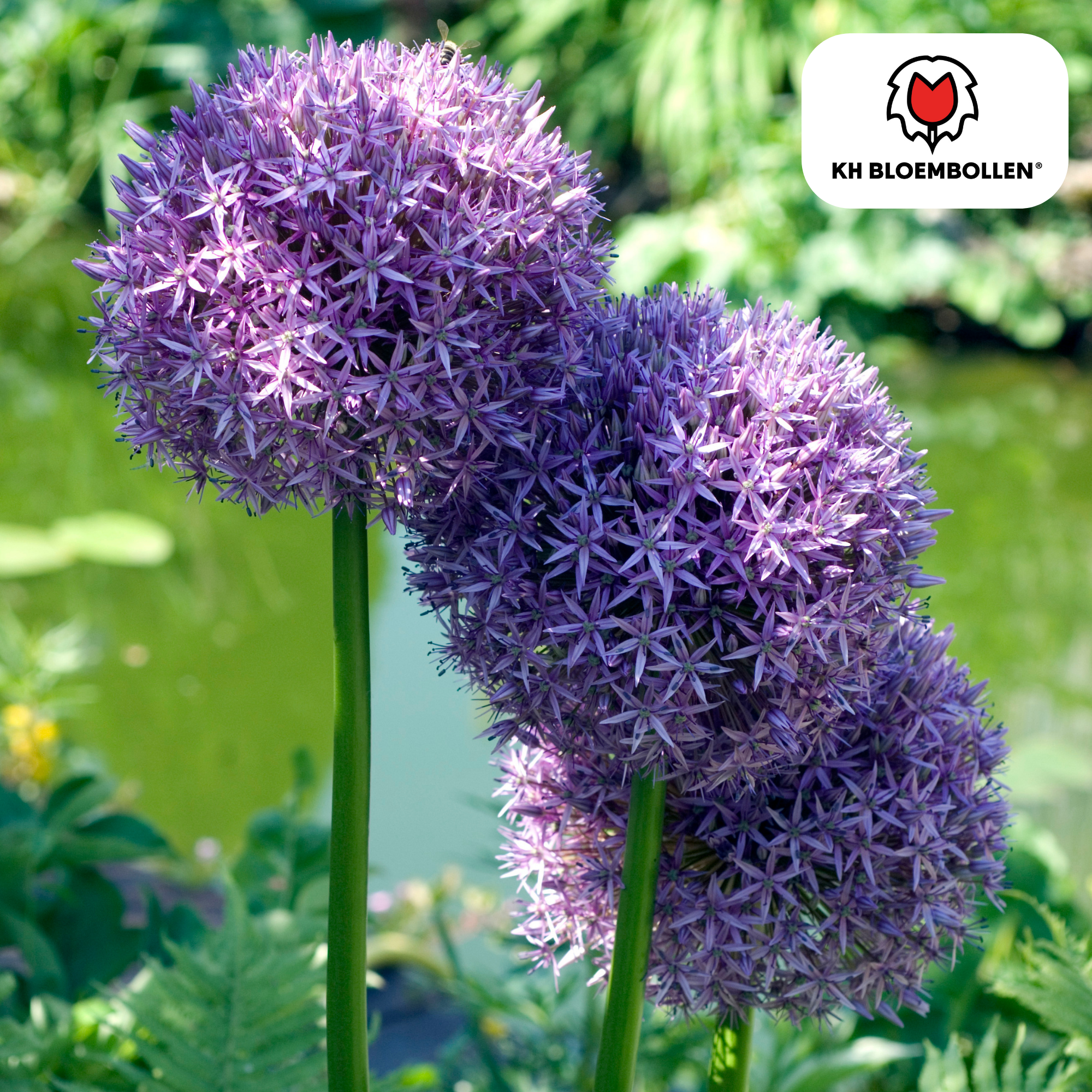 Zierlauch - Allium Globemaster - Blumenzwiebeln 5 Stück