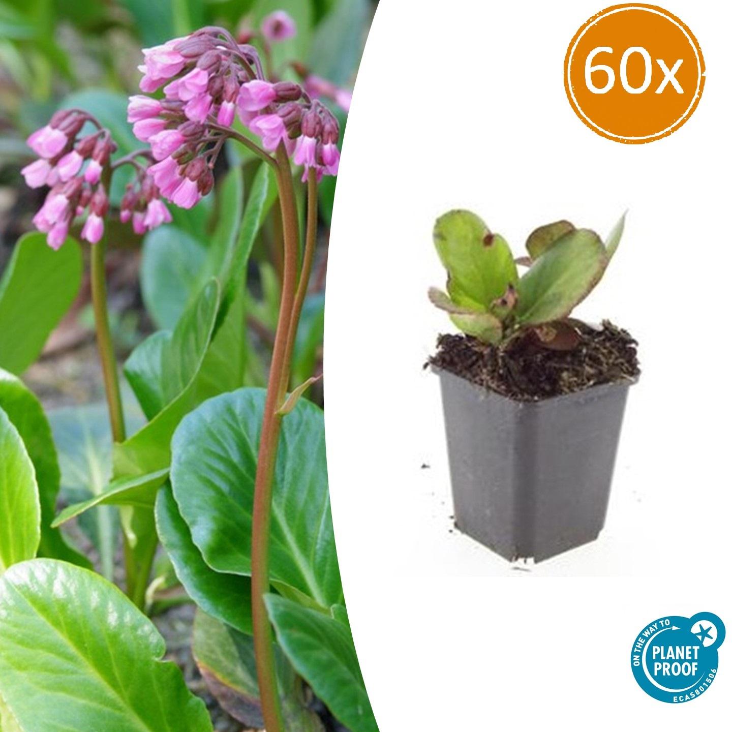 Herzblattbergenie - Bergenia cordifolia 'Herbstblüte'  - ↕10-25cm - Ø9cm 60 Stück