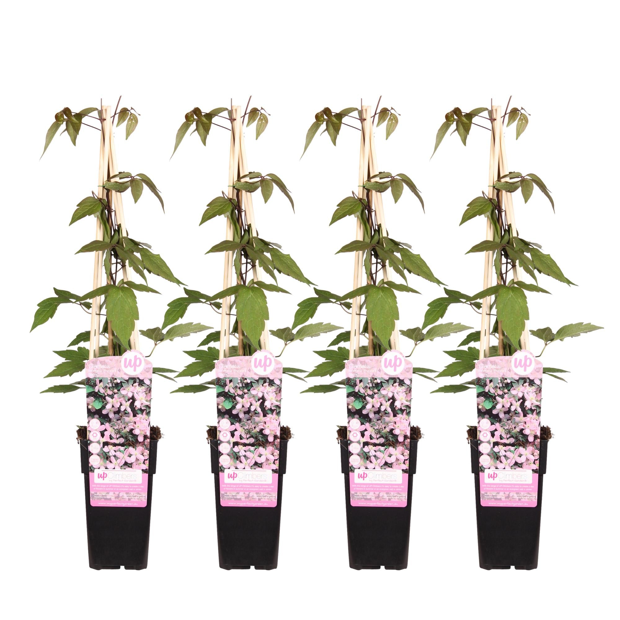 Waldrebe - Clematis Montana 'Fragrant Spring' - ↨65cm - Ø15 4 Stück